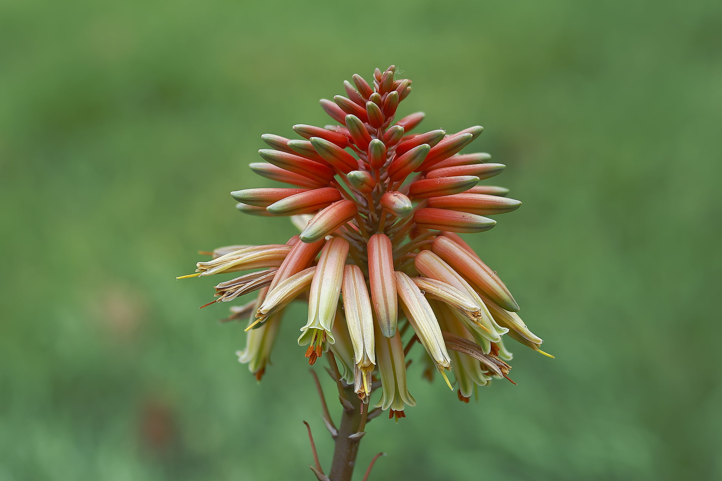 Fiore di aloe