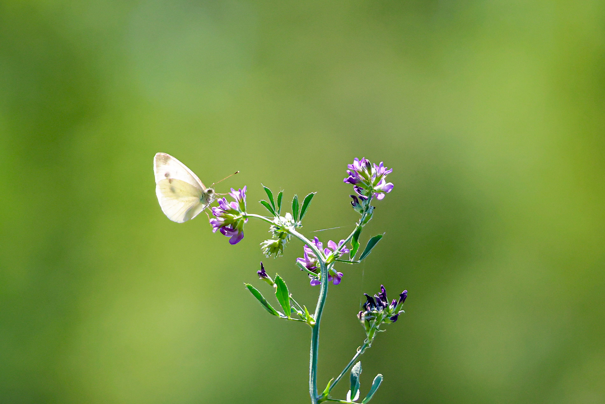 Pieris rapae