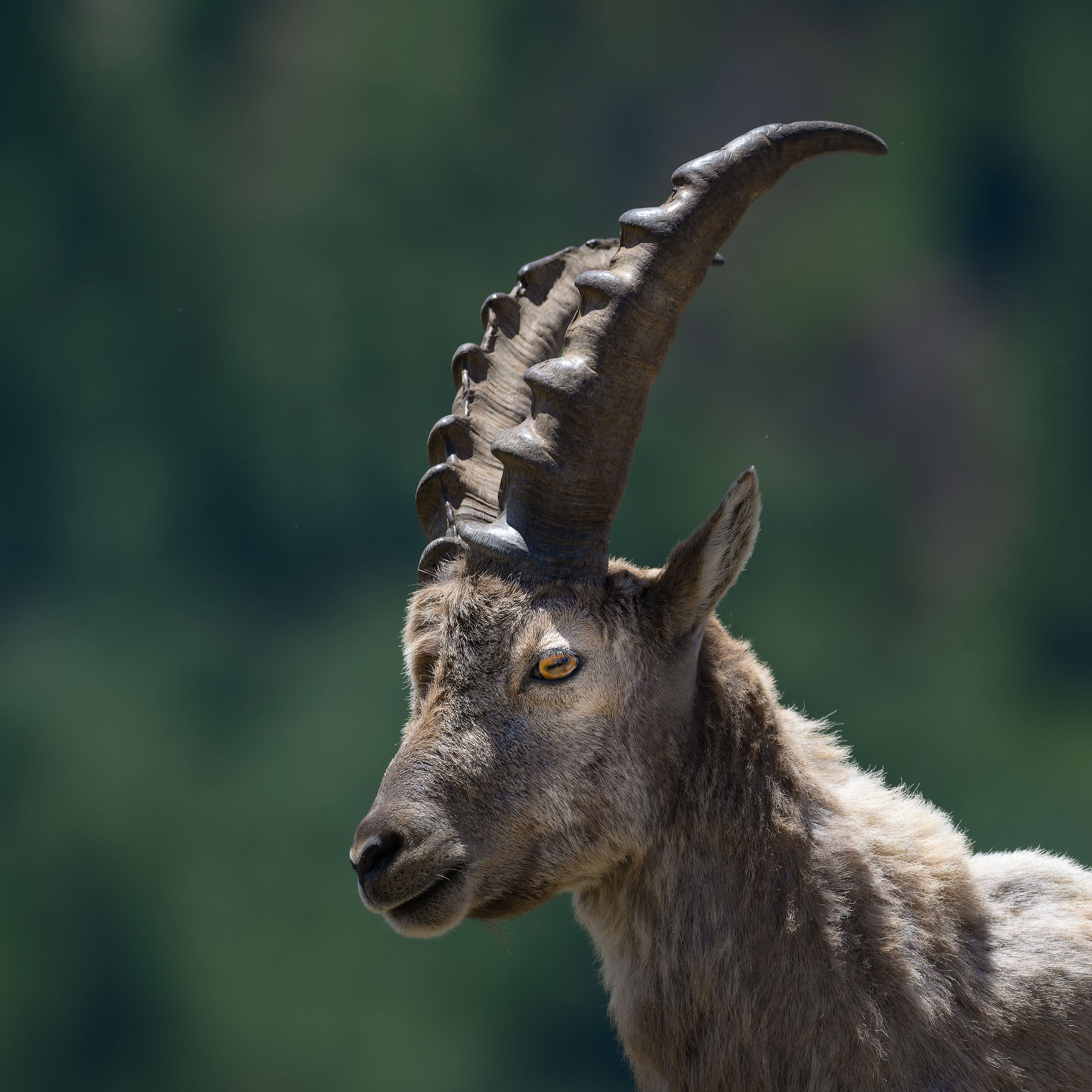 Stambecco - Parco Nazionale del Gran Paradiso -Piemonte