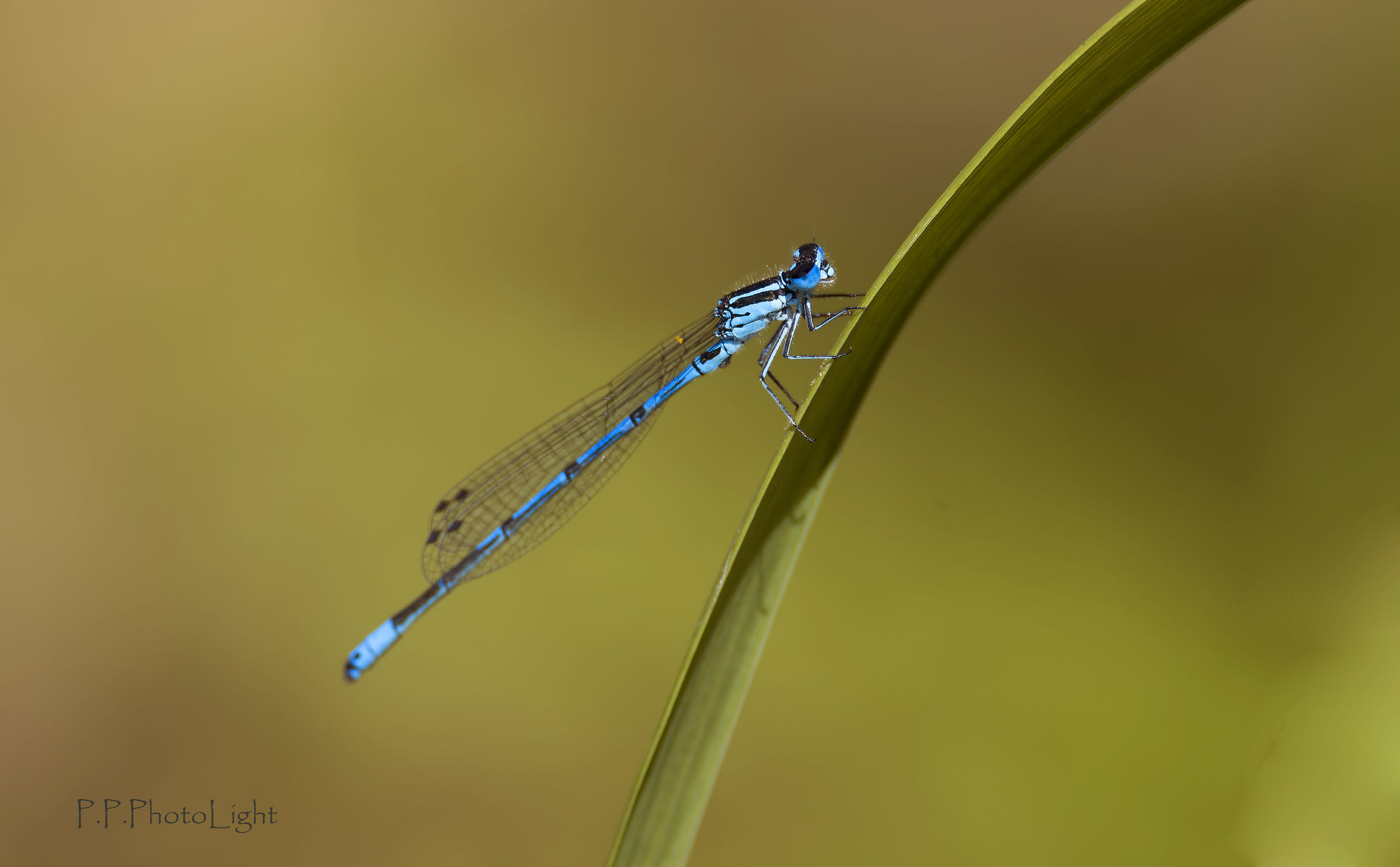 Damigella azzurrina comune maschio