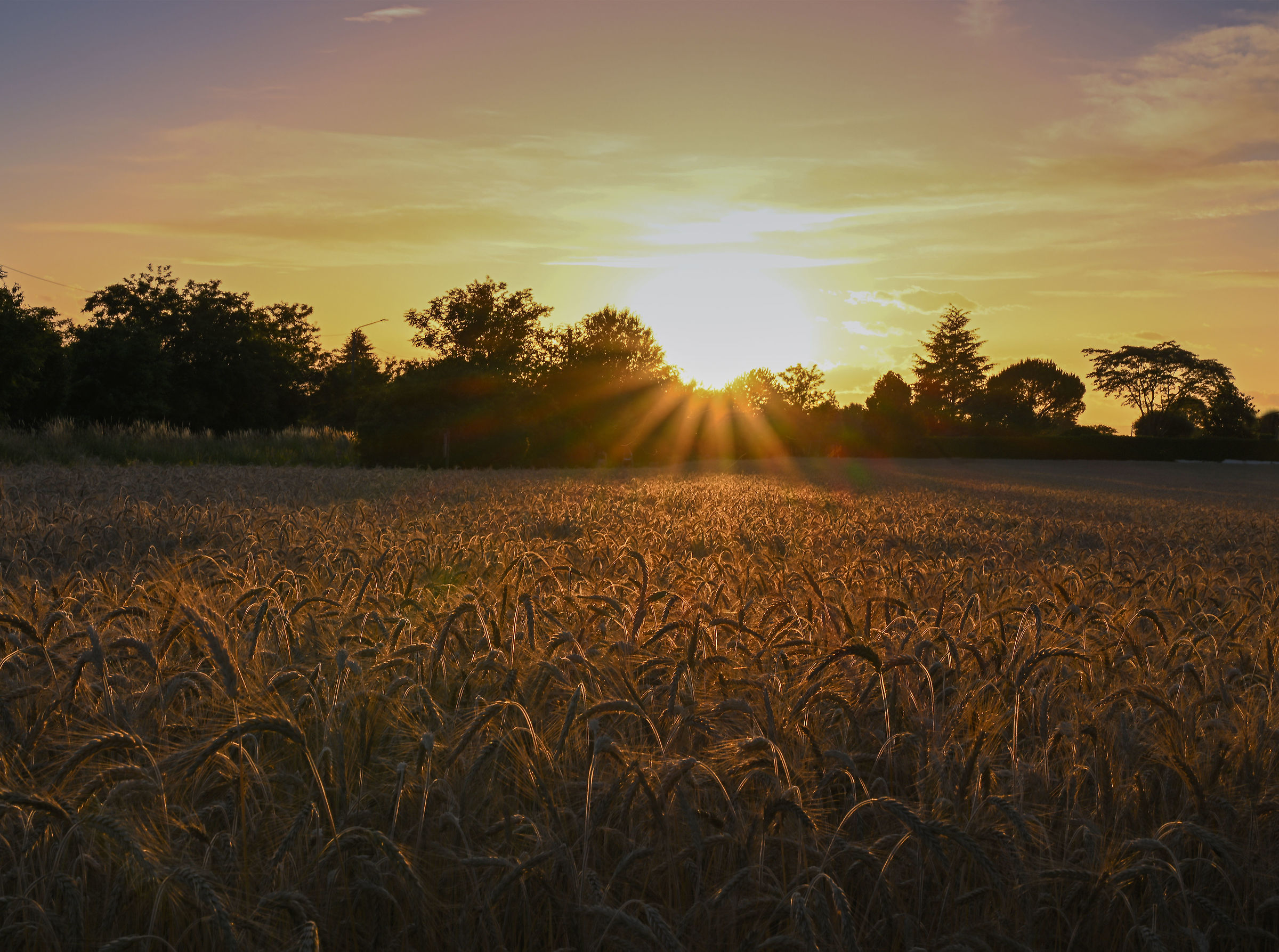 il grano dorato