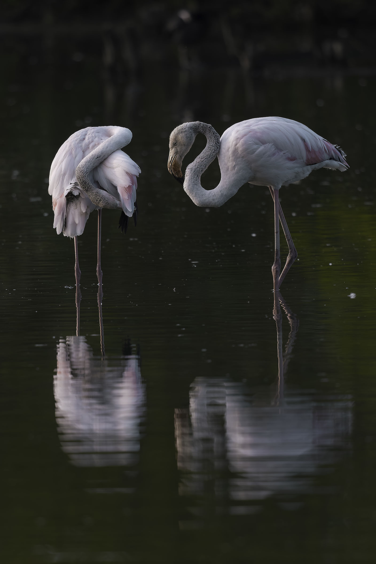 Pink flamingos