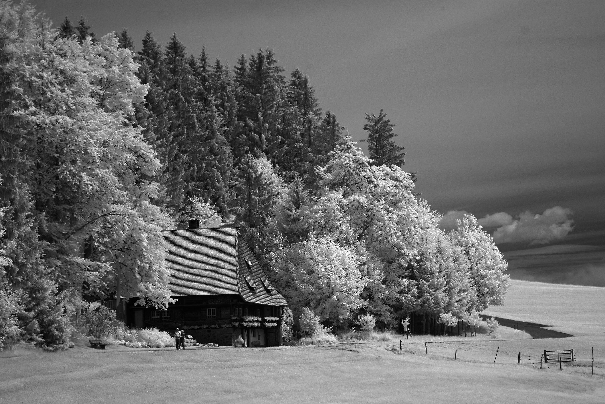 Black Forest Mill