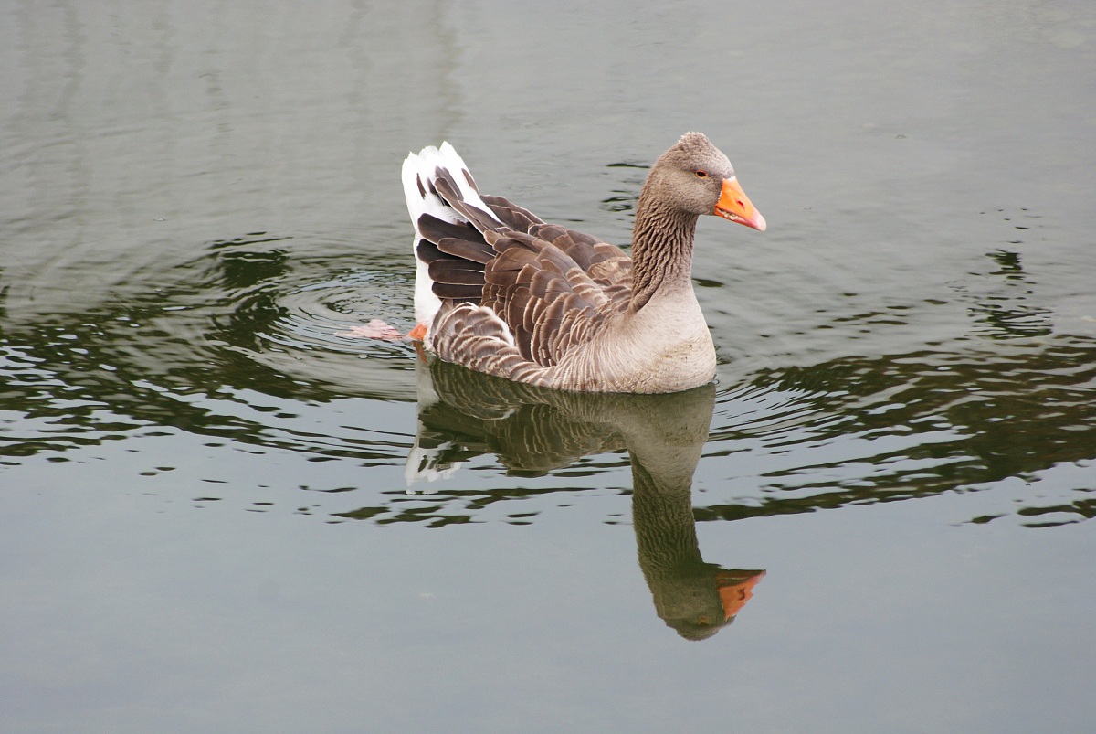 Greylag Goose