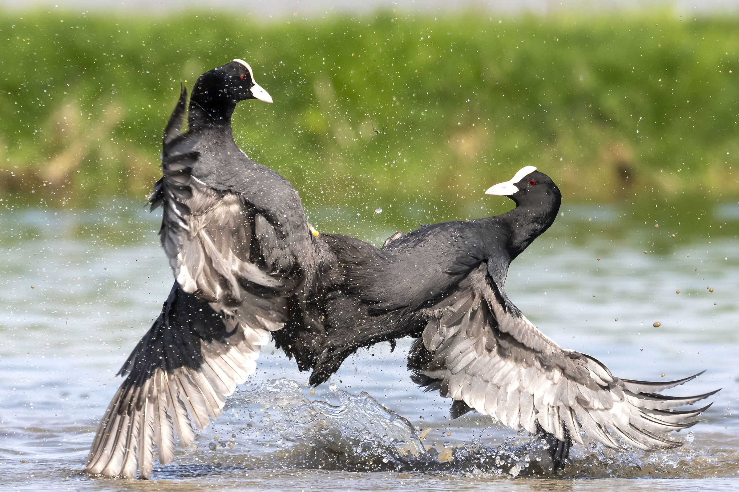 Coots in struggle