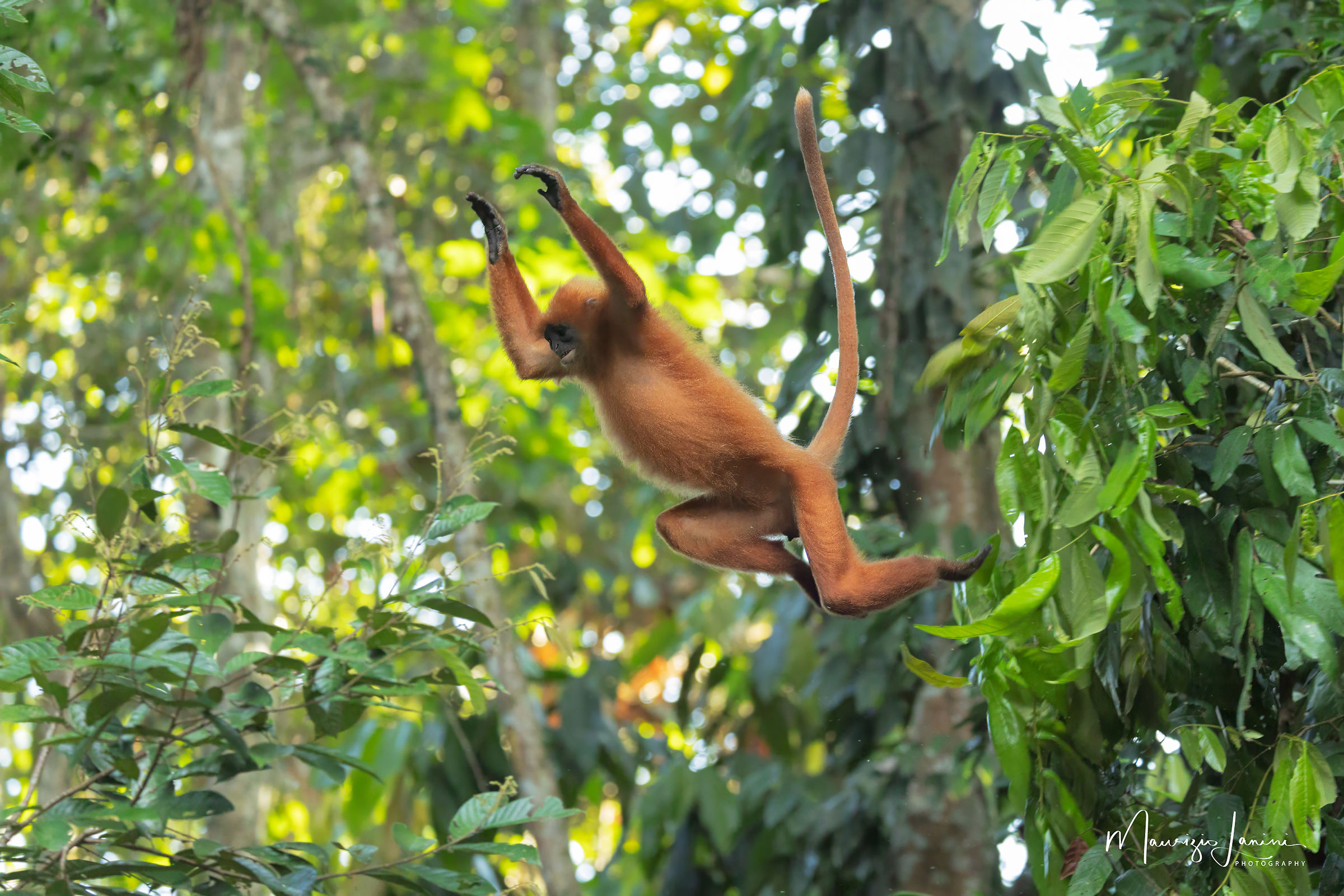 Il salto