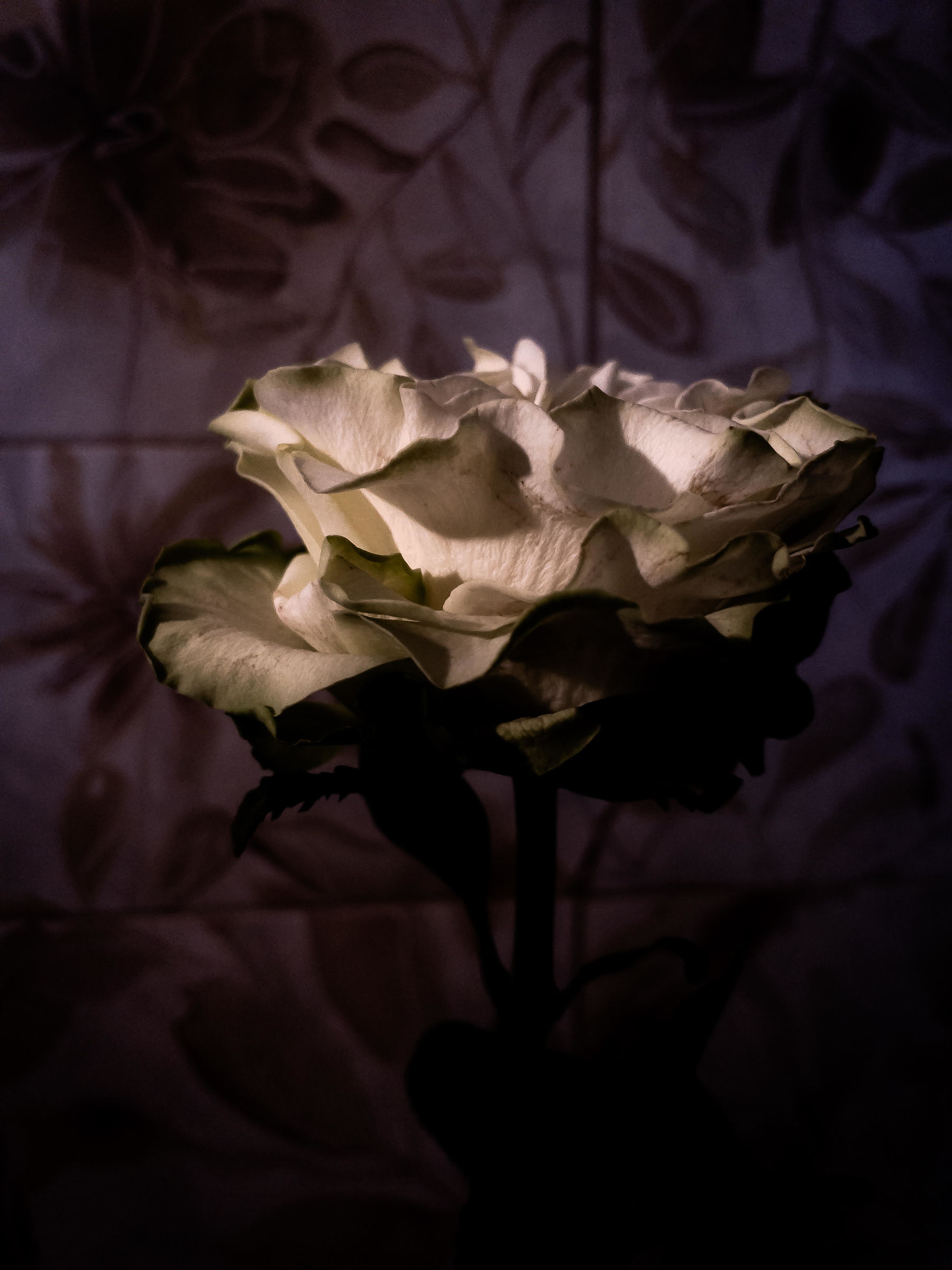 Rosa