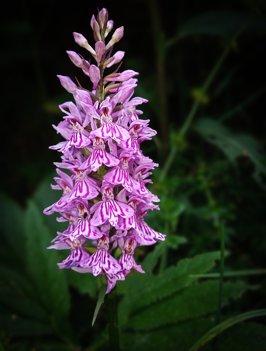 Orchidea macchiata(Dactylorhize)