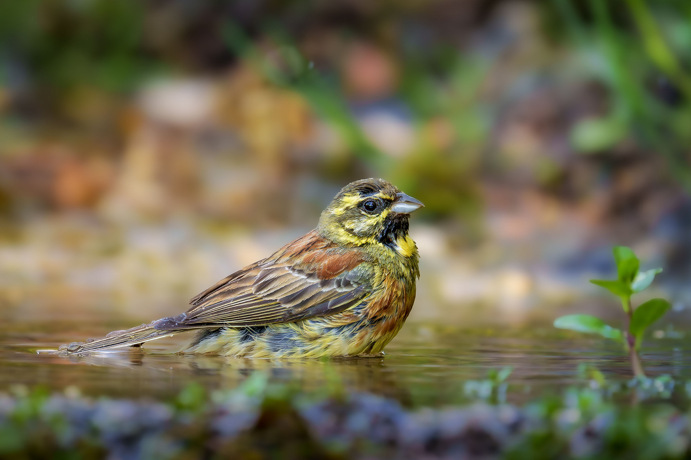 Black Bunting