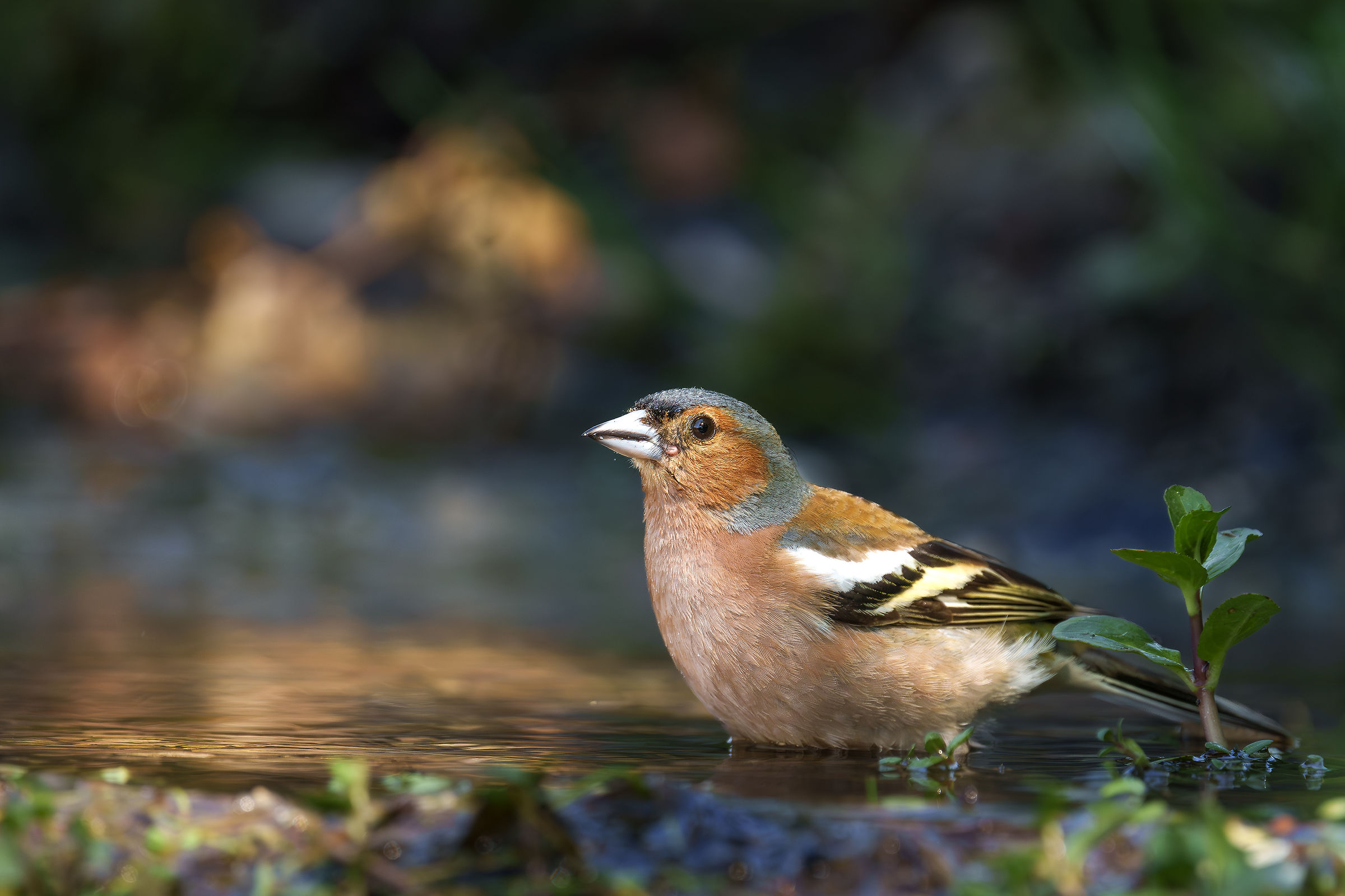 A male finch