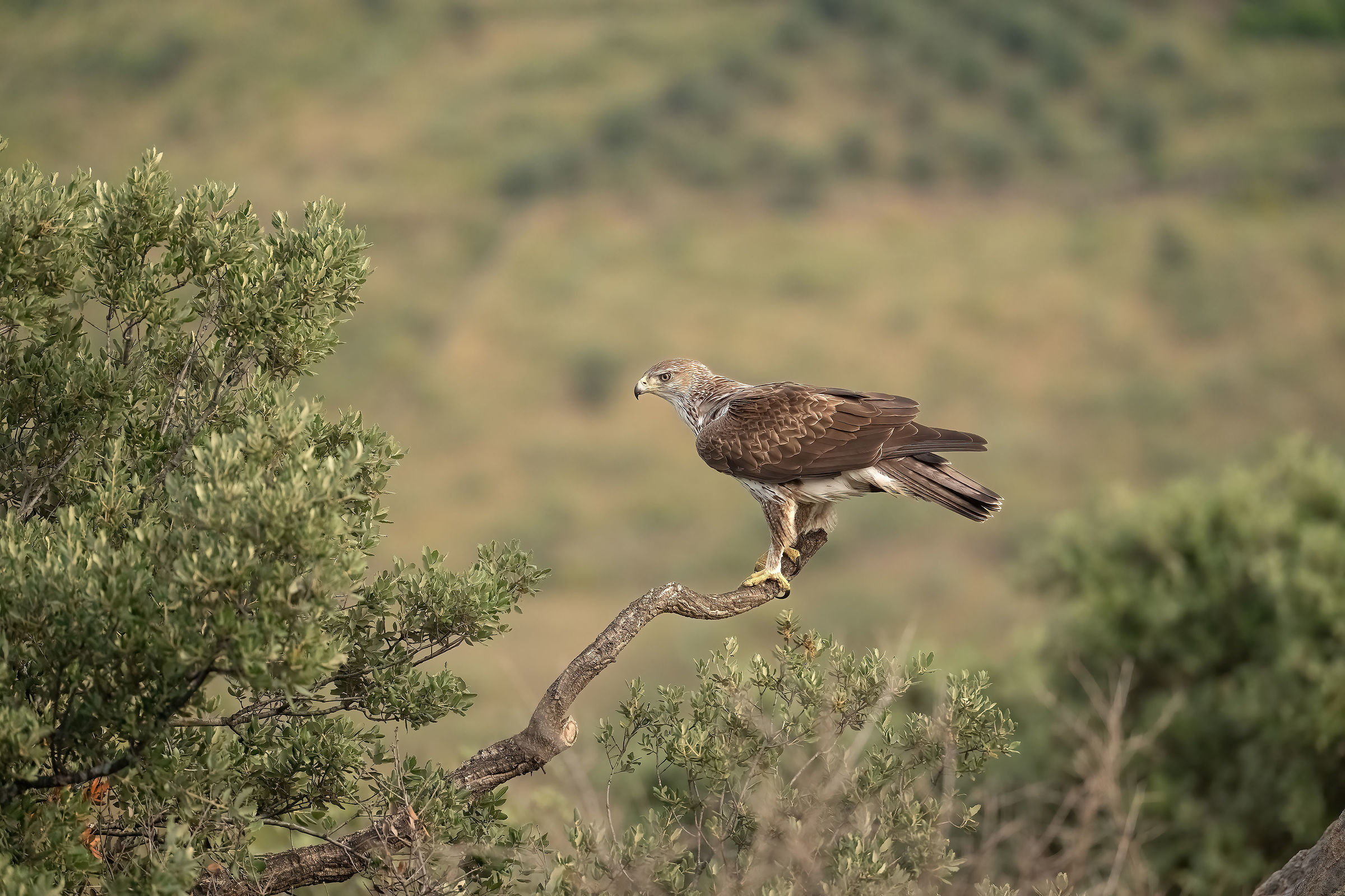 aquila di bonelli