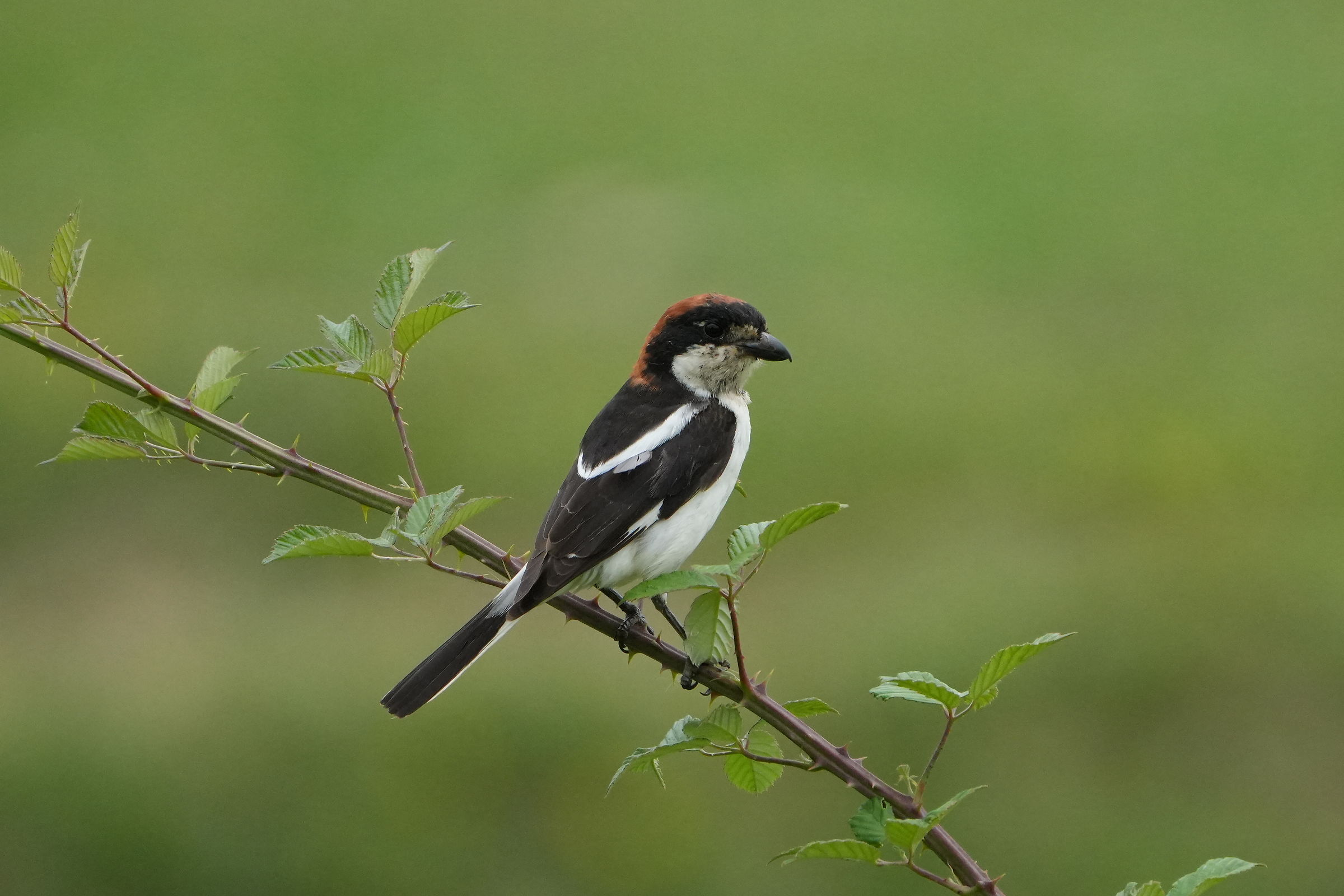 red-headed shrike1