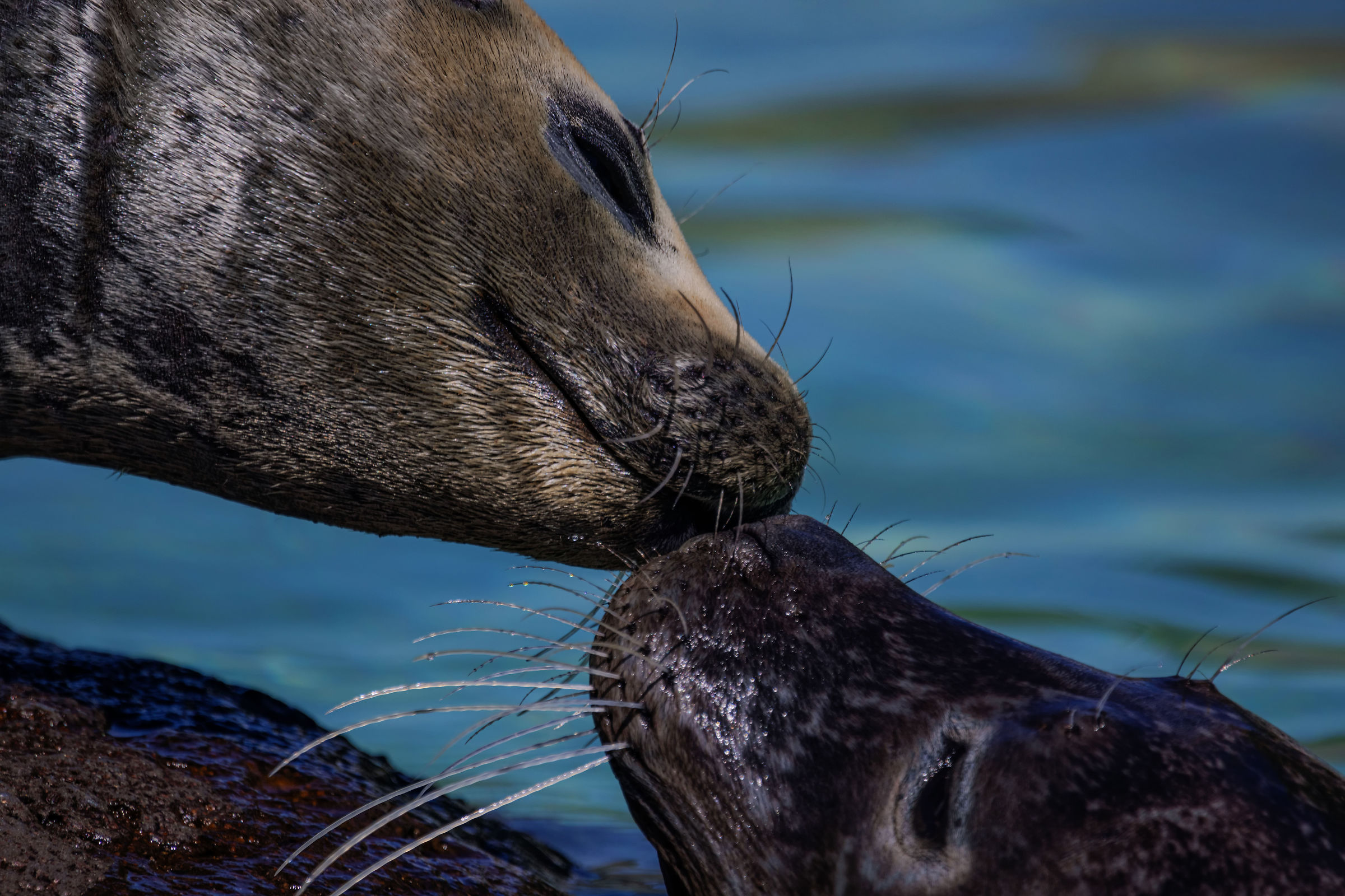 Mom's love...