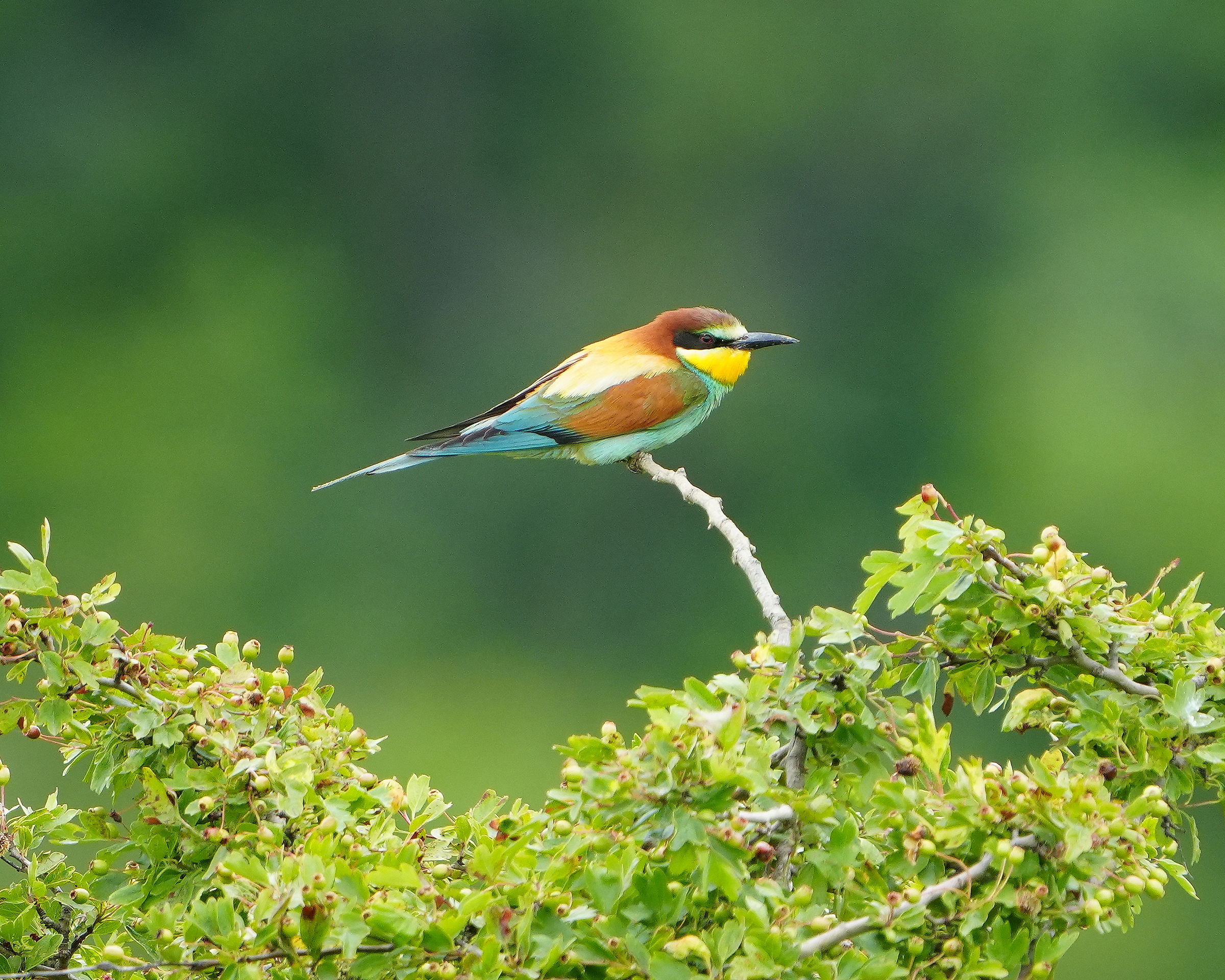 Bee-eater3