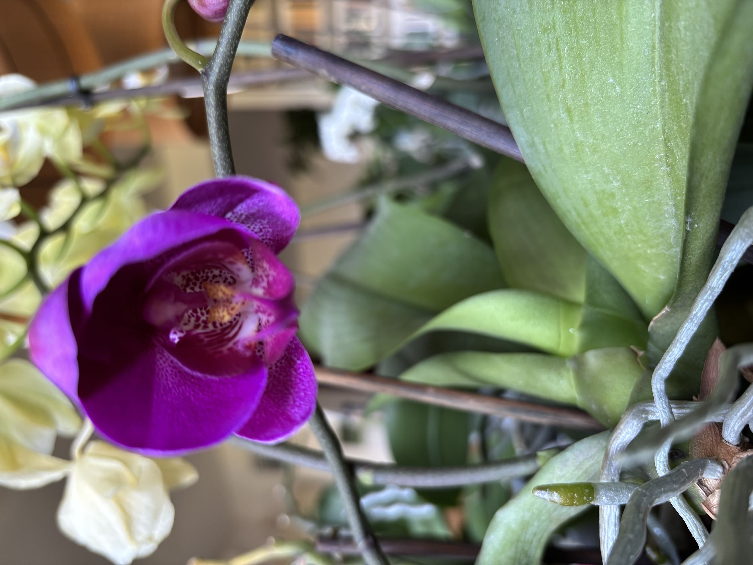 new flowering