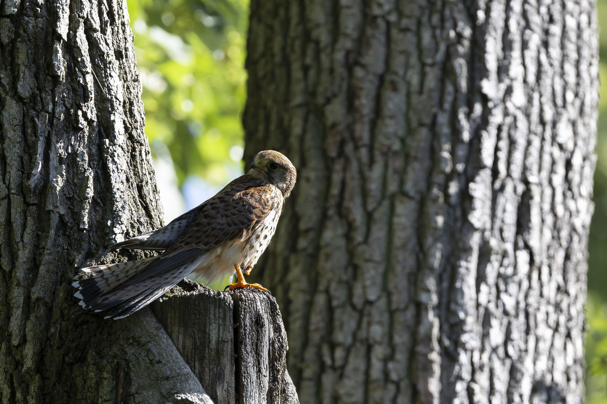 Kestrel Female