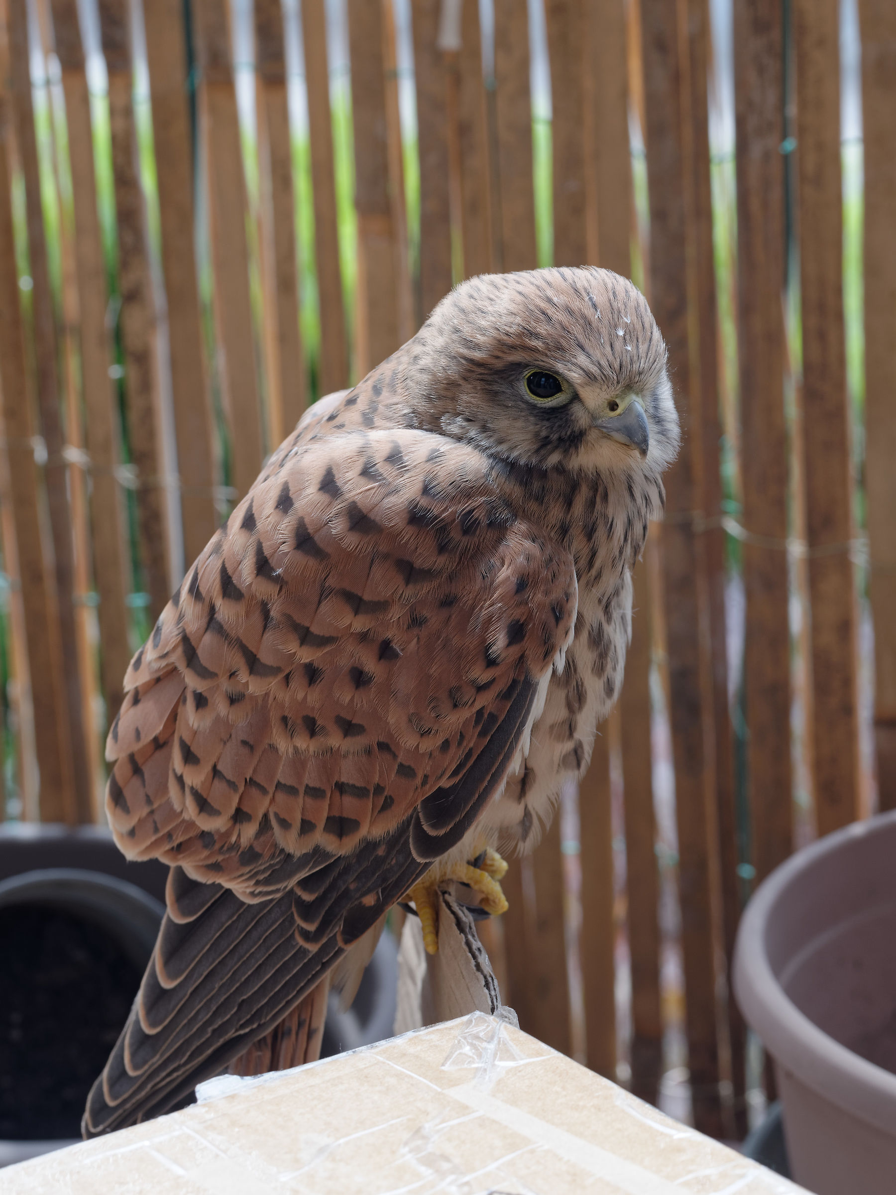 Un gheppio sul balcone - 2