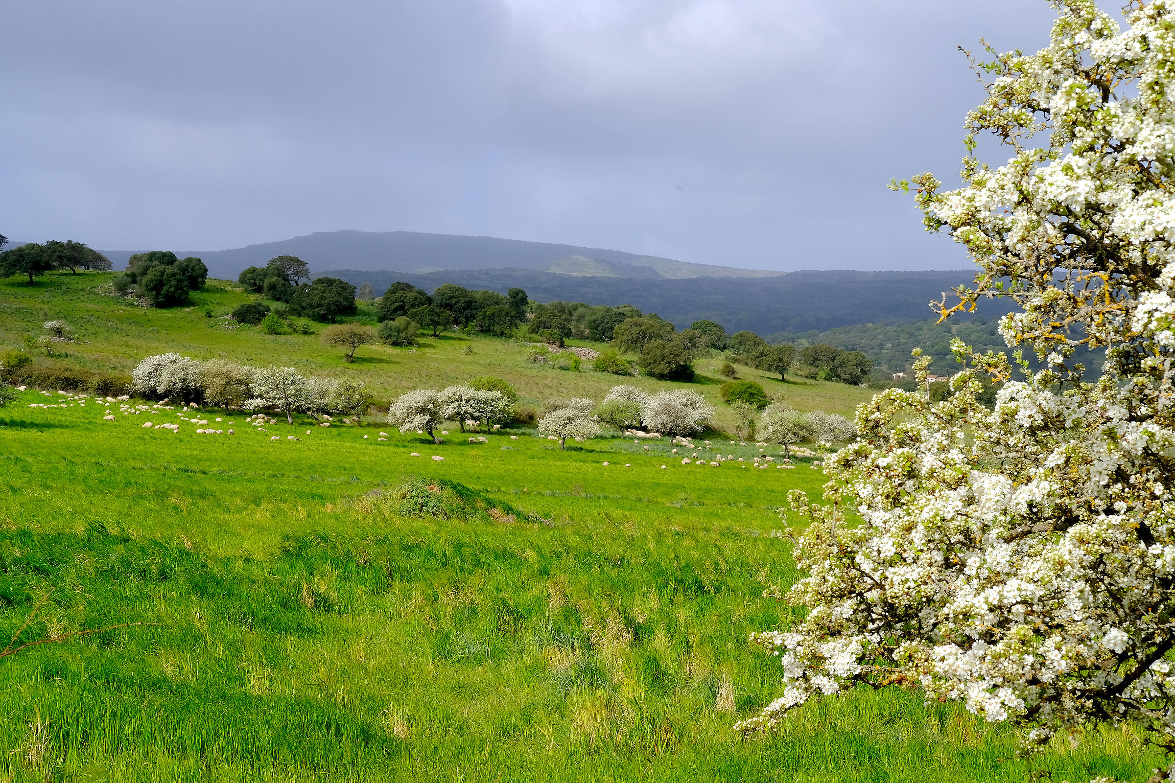 Sardinia, wild pear trees in bloom and sheep