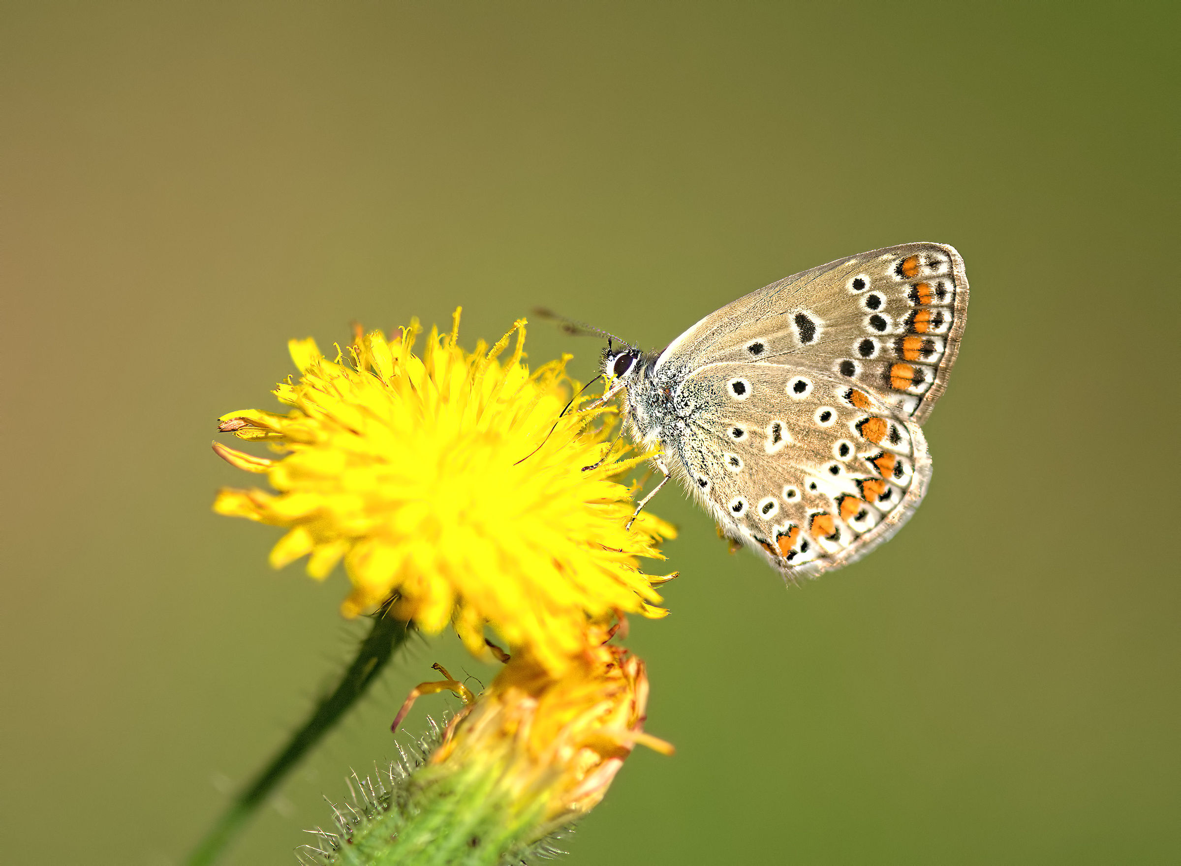 Aricia agestis