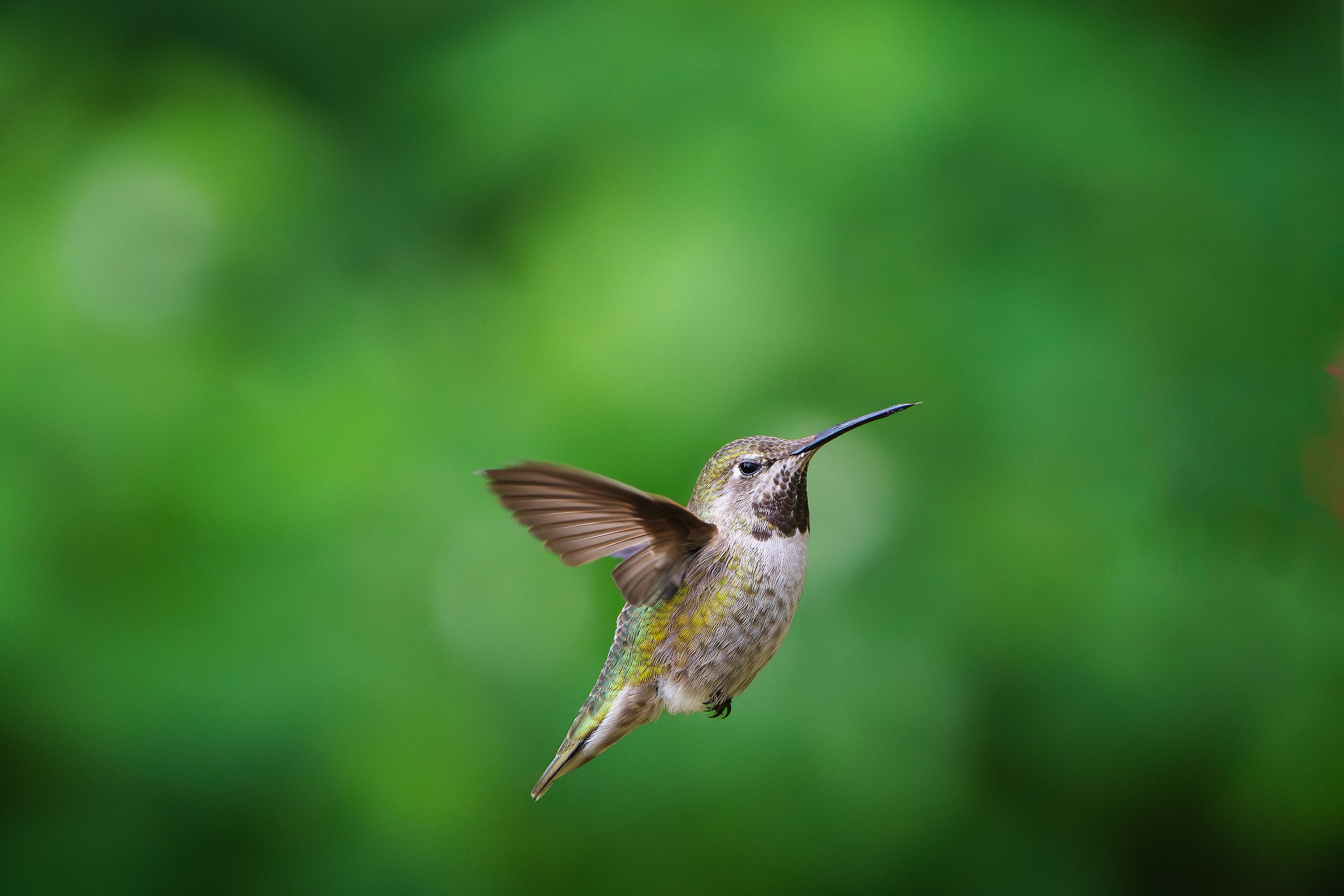 Colibrì