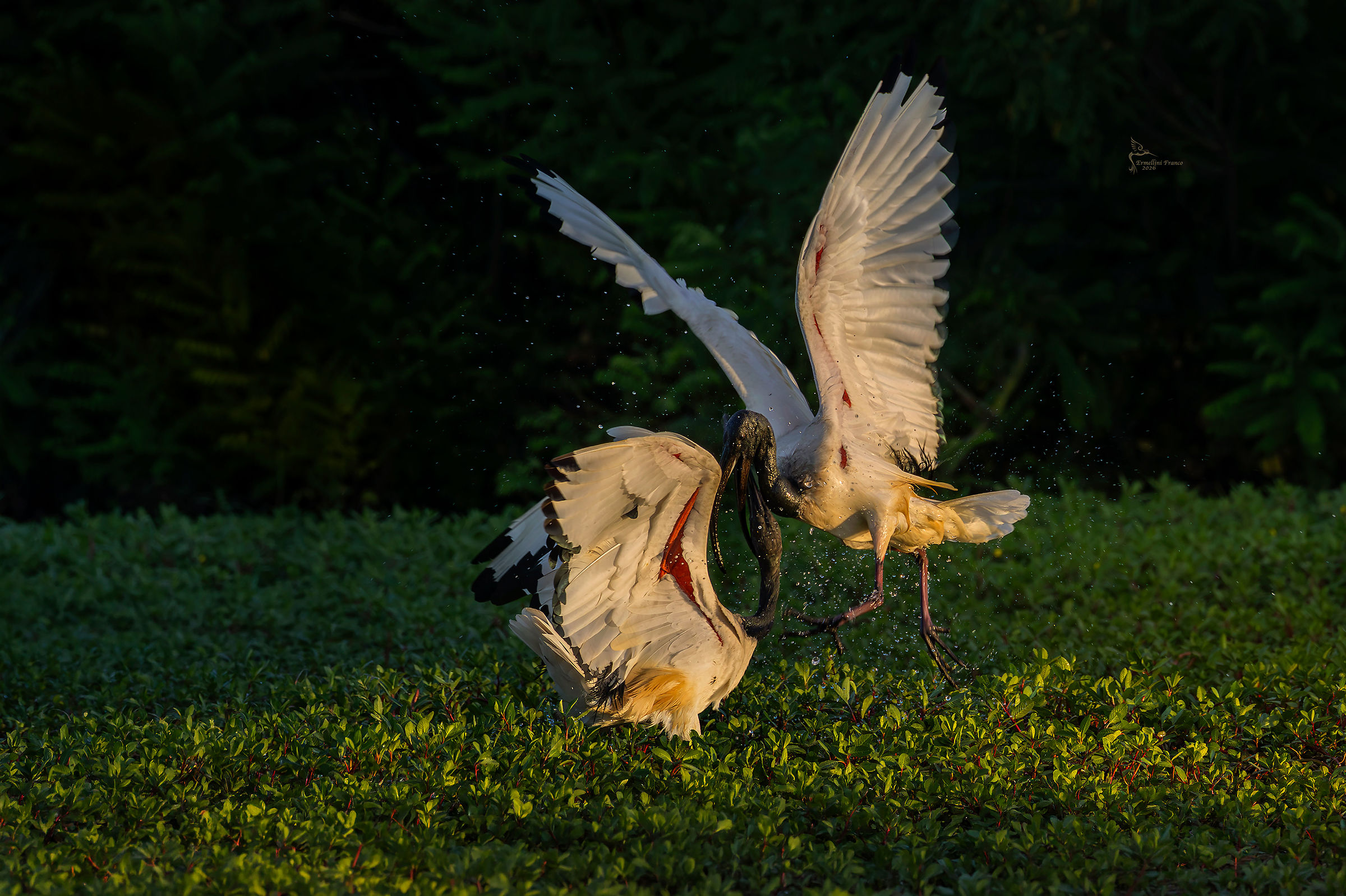Ibis sacro