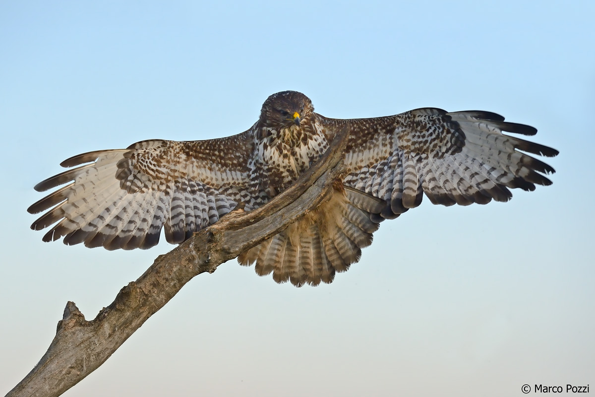 Buzzard (Buteo Buteo) - Hortobágy National Park (Hung...
