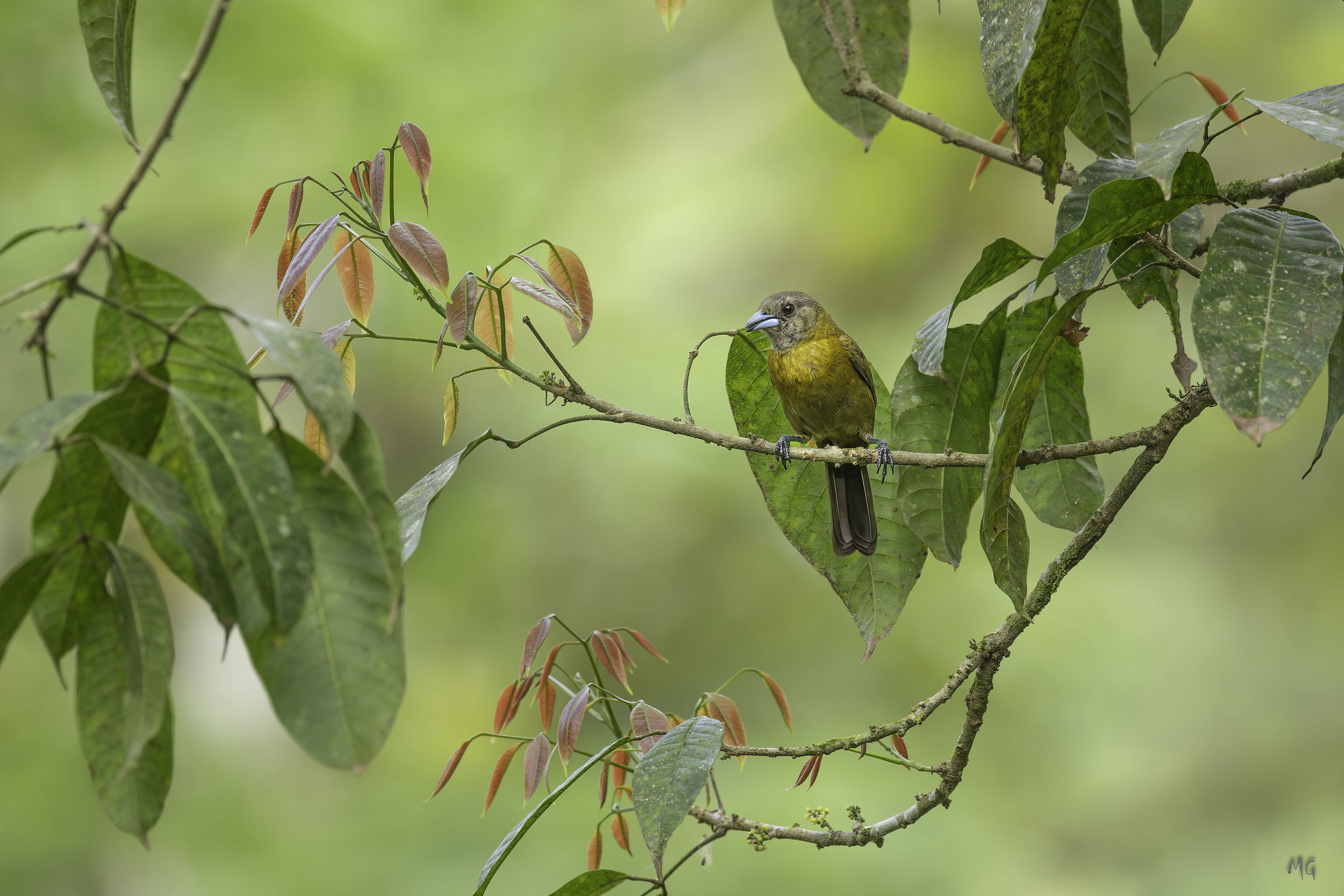 Female Scarlet Rattle Tangara (Ramphocelus passerinii)