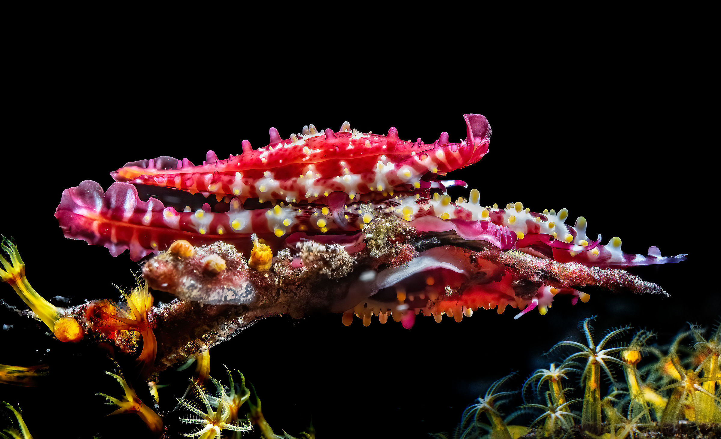 tre Rosy Spindle Cowry in accoppiamento