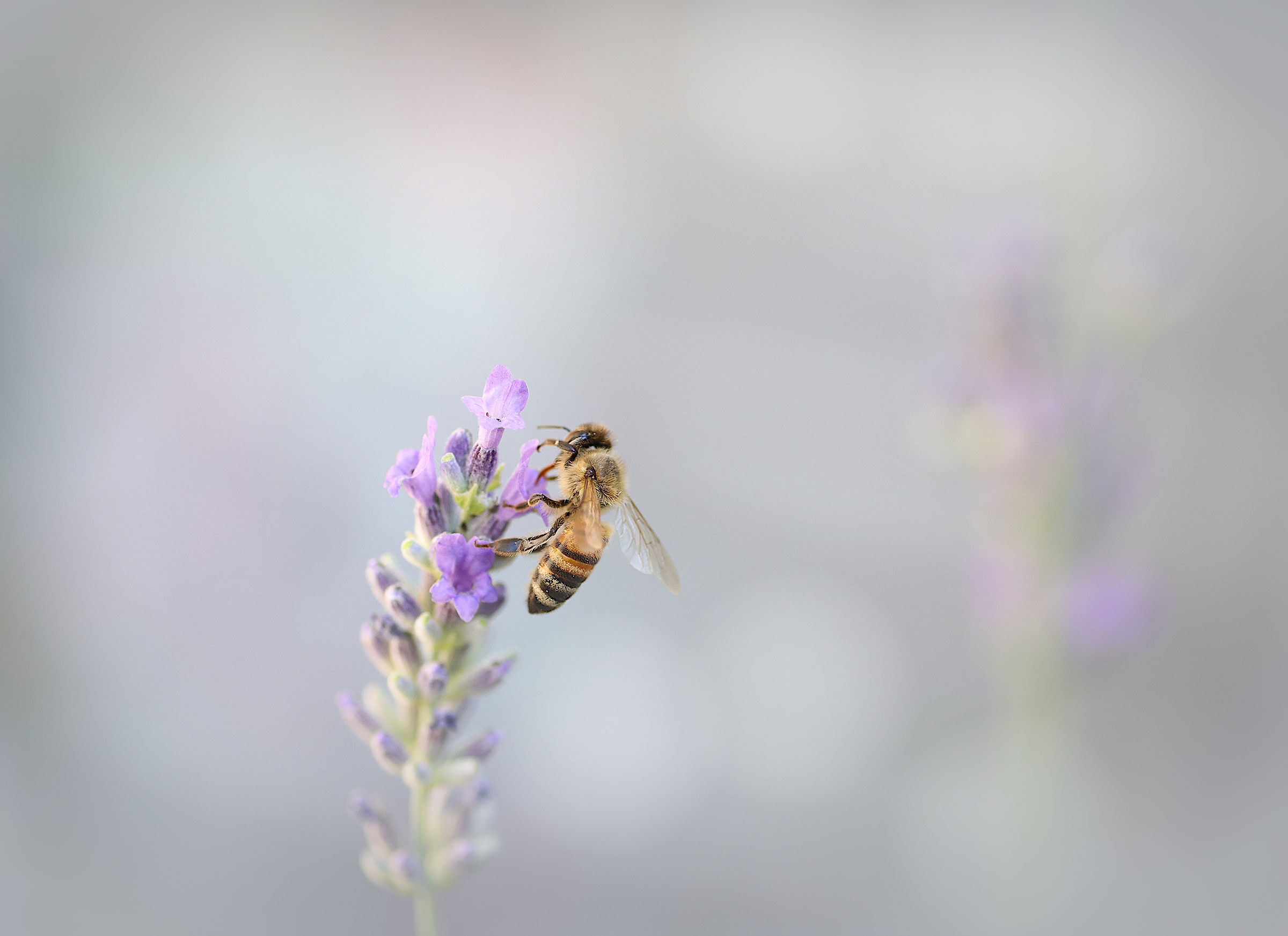 Pollination