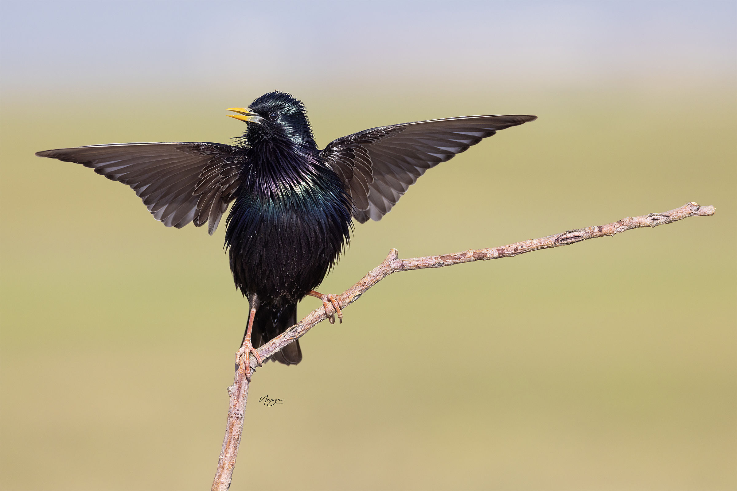 Starling