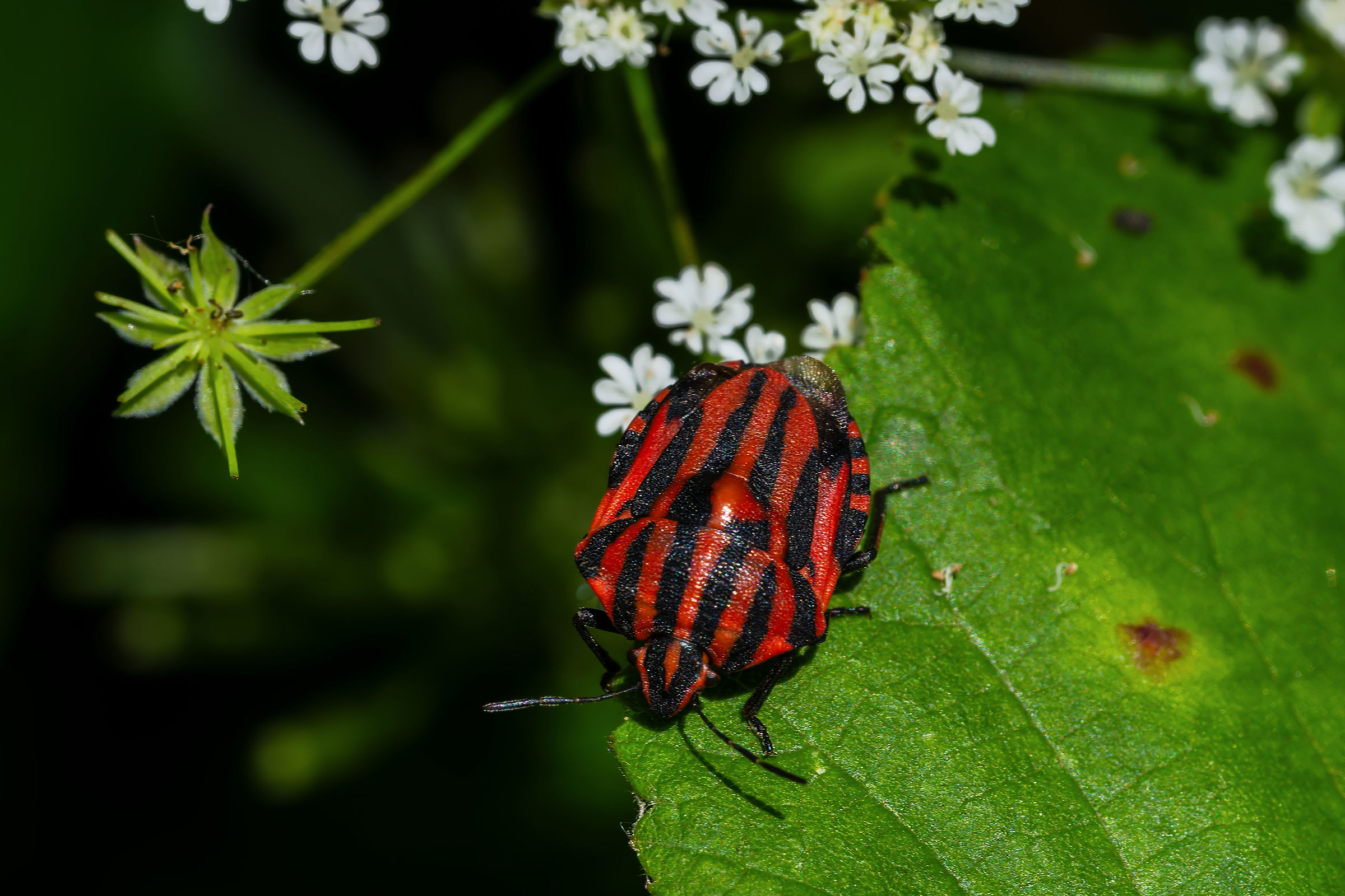 Graphosoma lineatum - Rossoneri stink bug