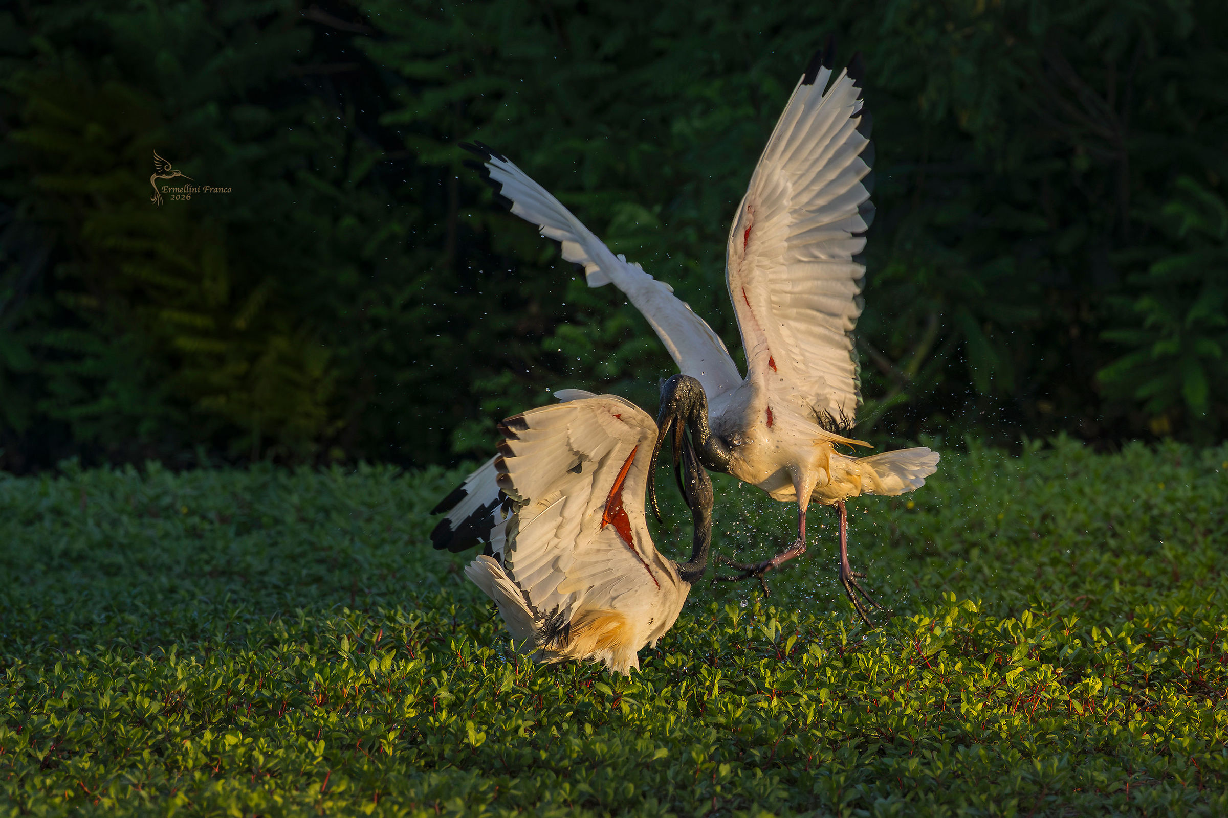 Ibis sacro