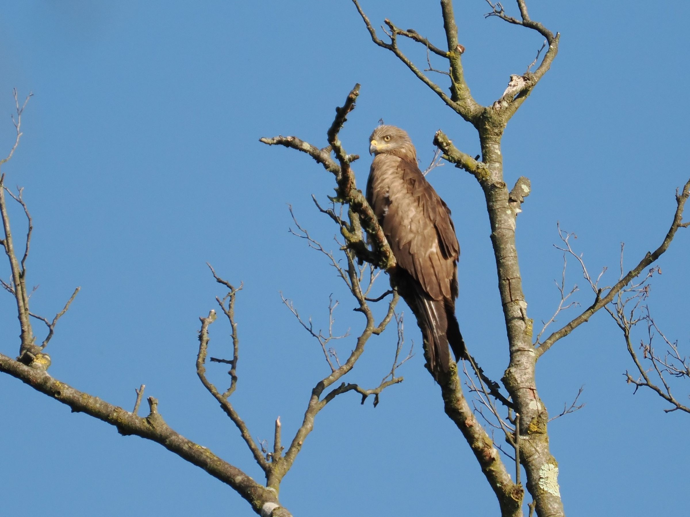 Black Kite (Milvus migrans