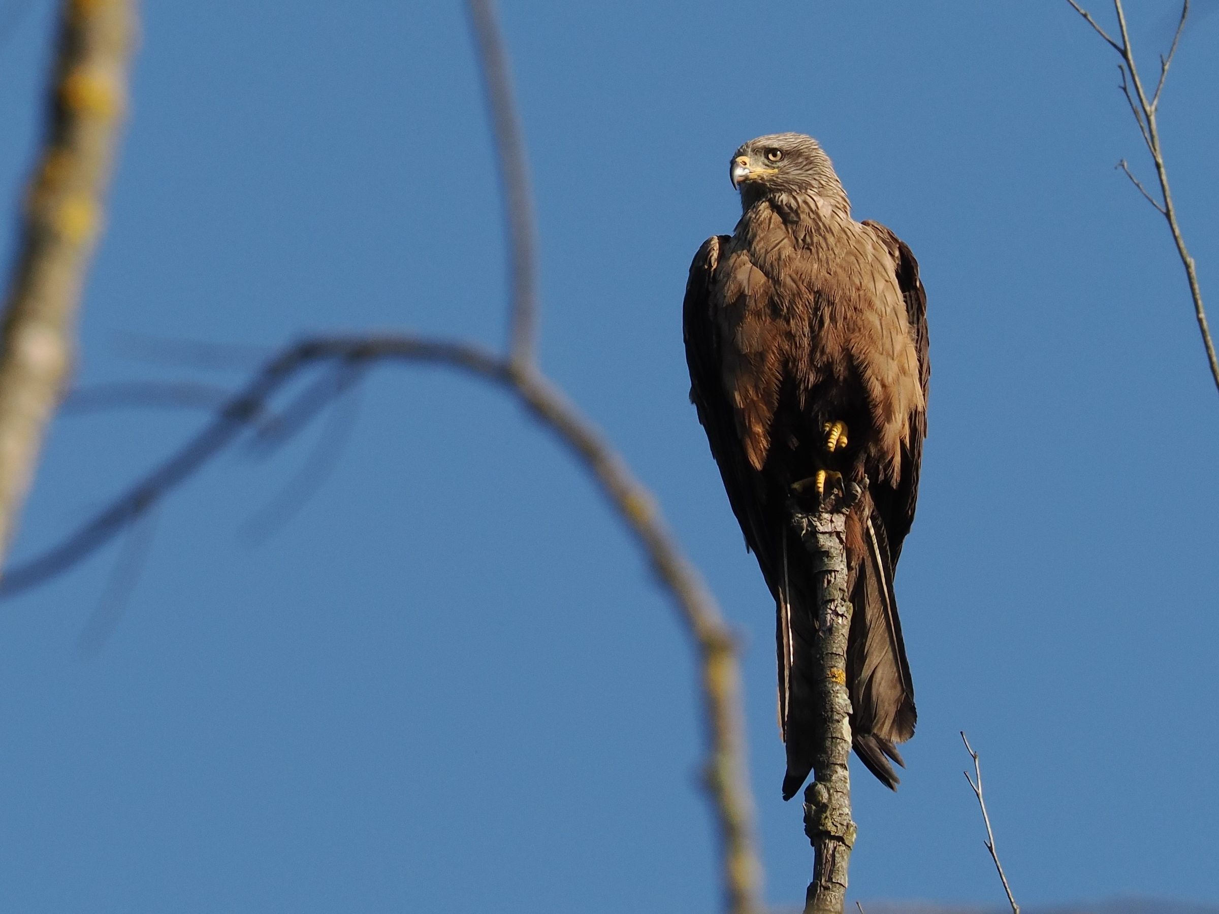Black Kite (Milvus migrans)