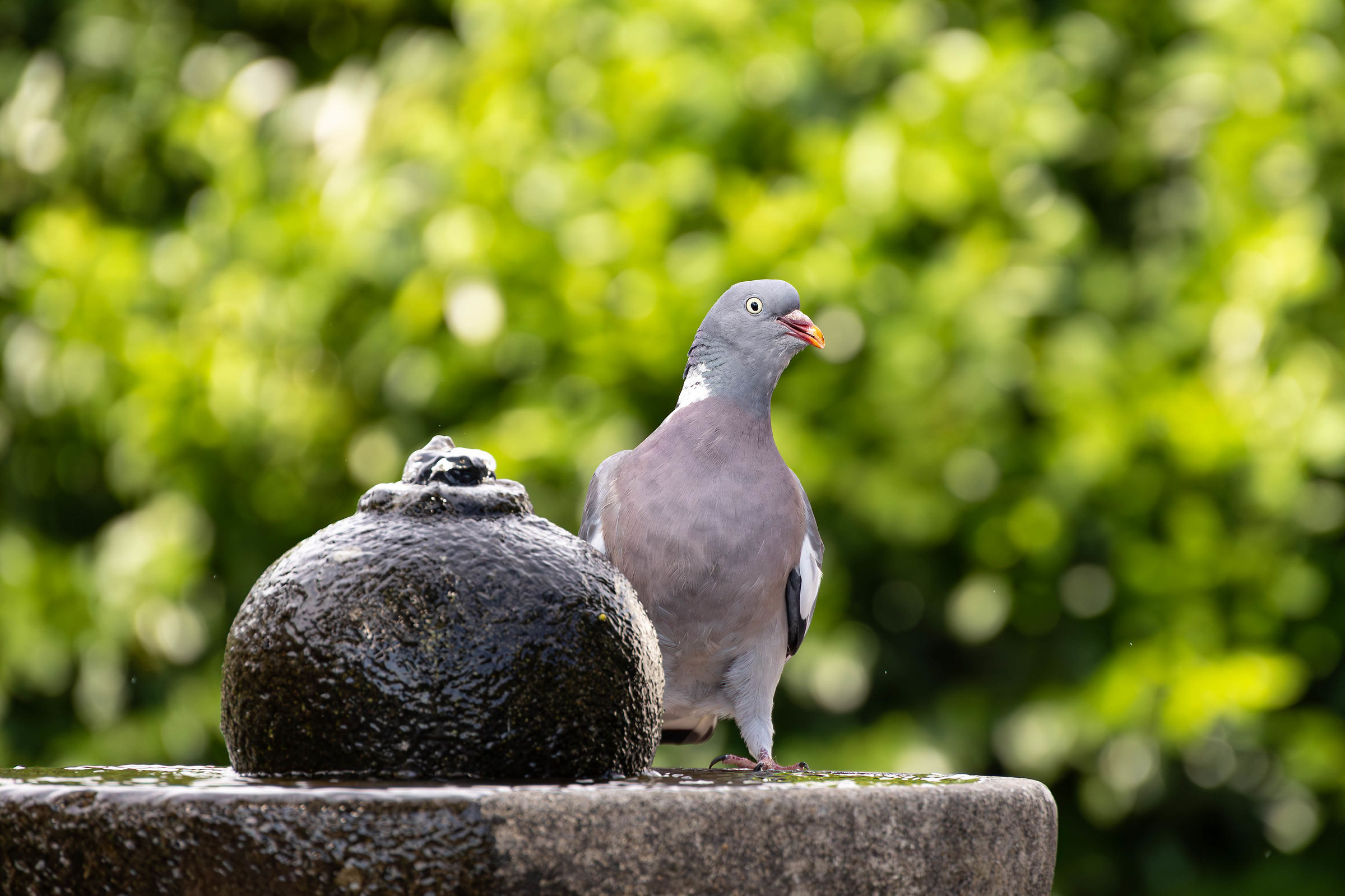 Pigeon puzzled