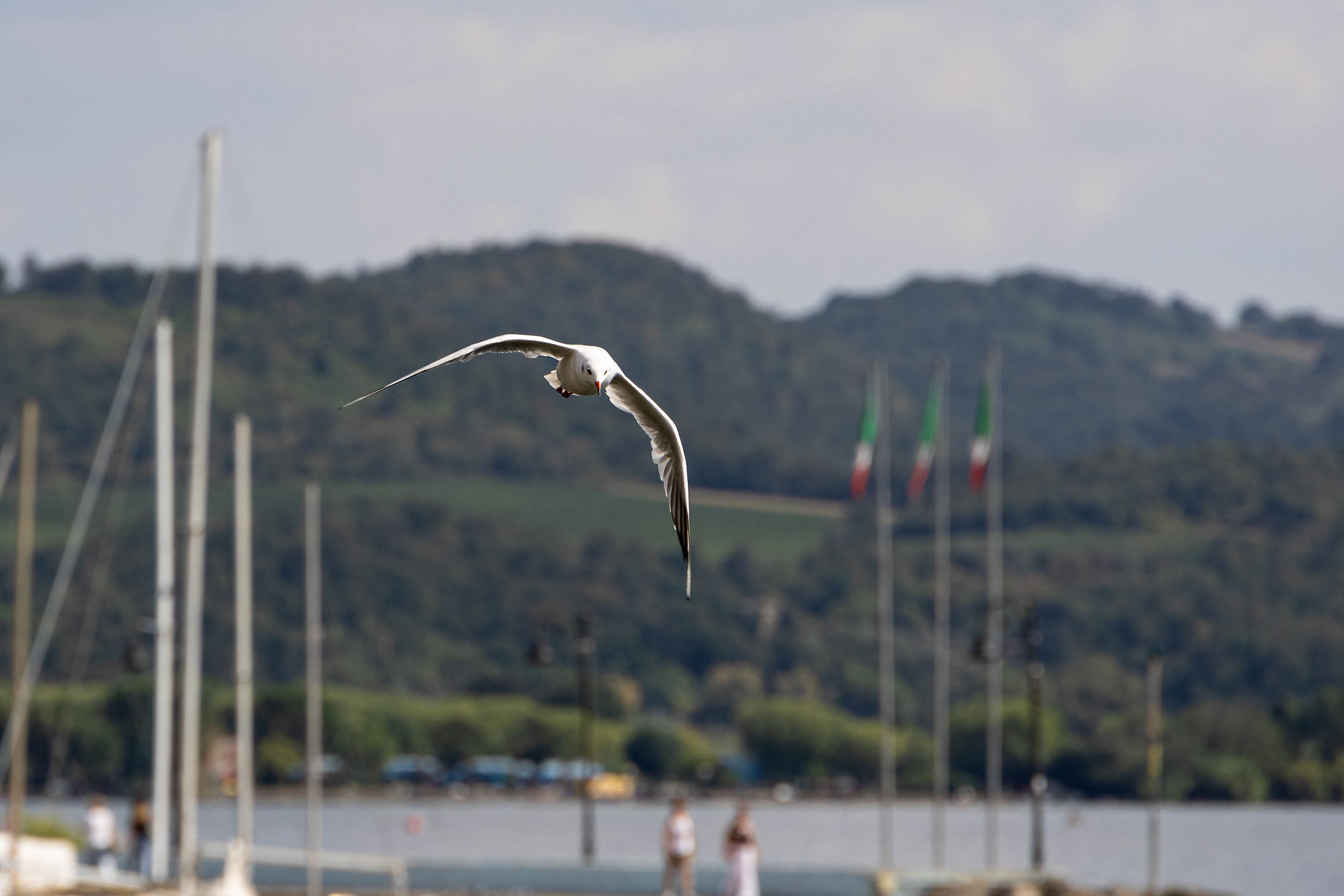 Seagull in slalom