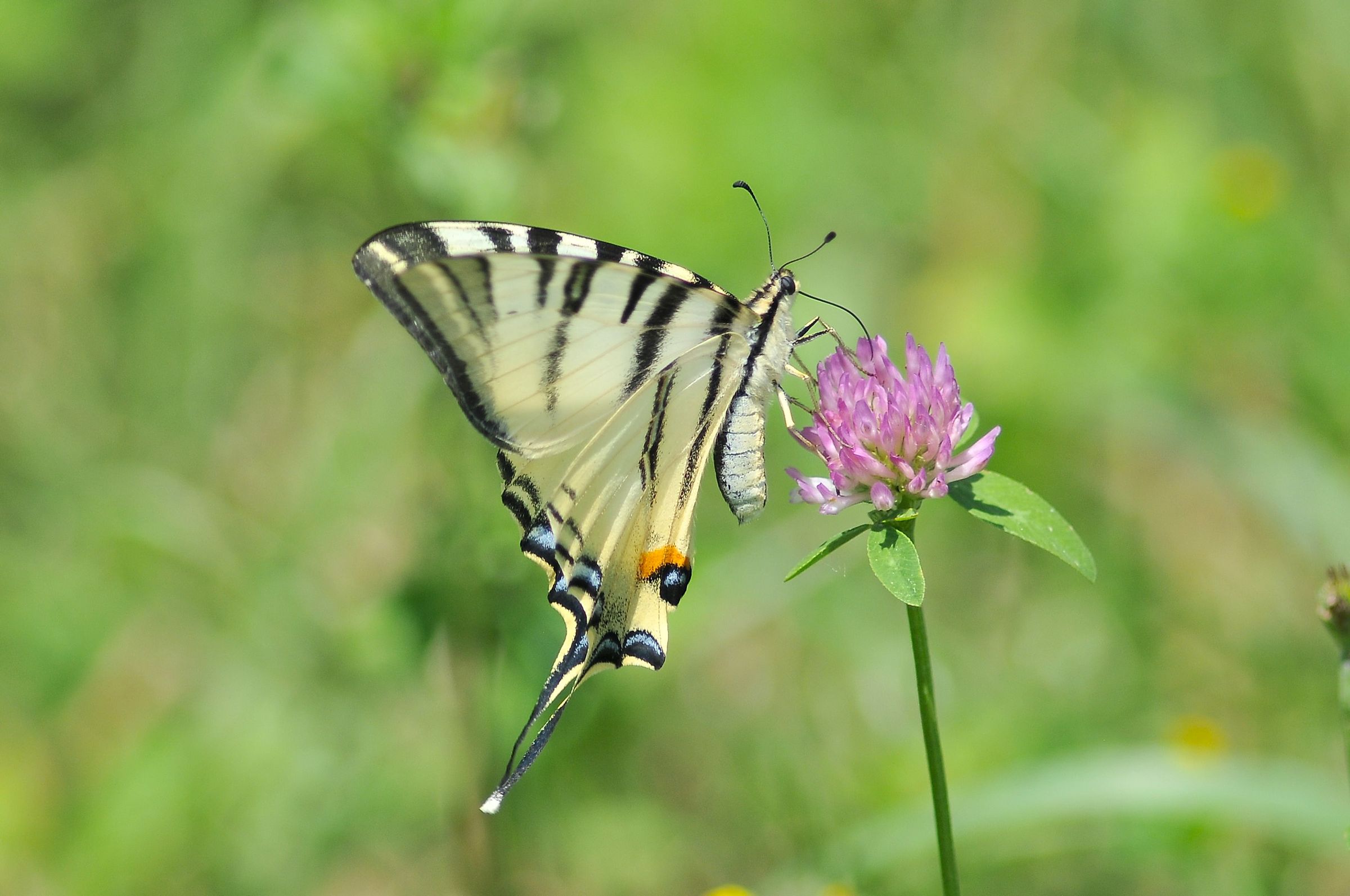 Iphiclides podalirius