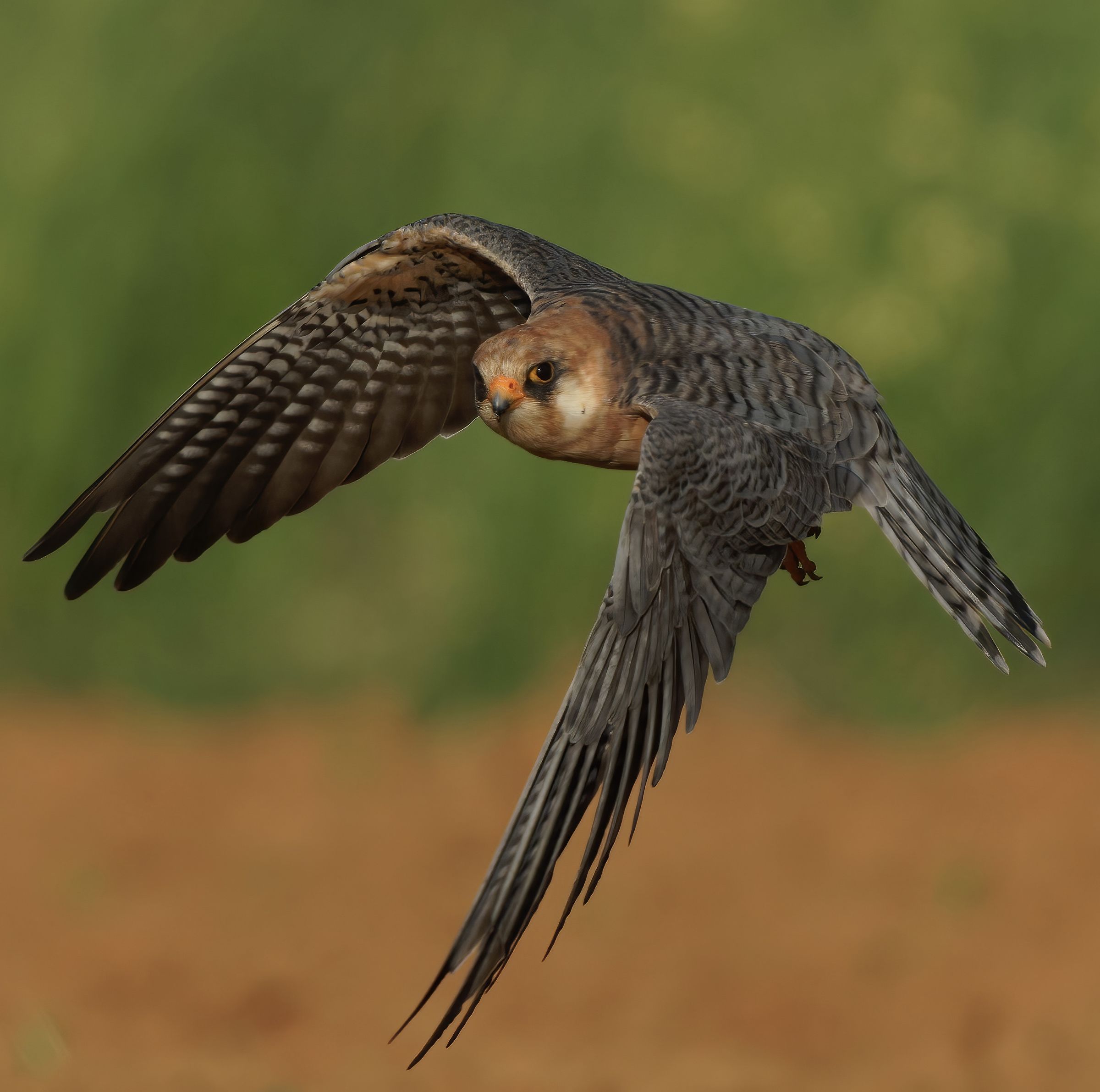 Falco Cuculo