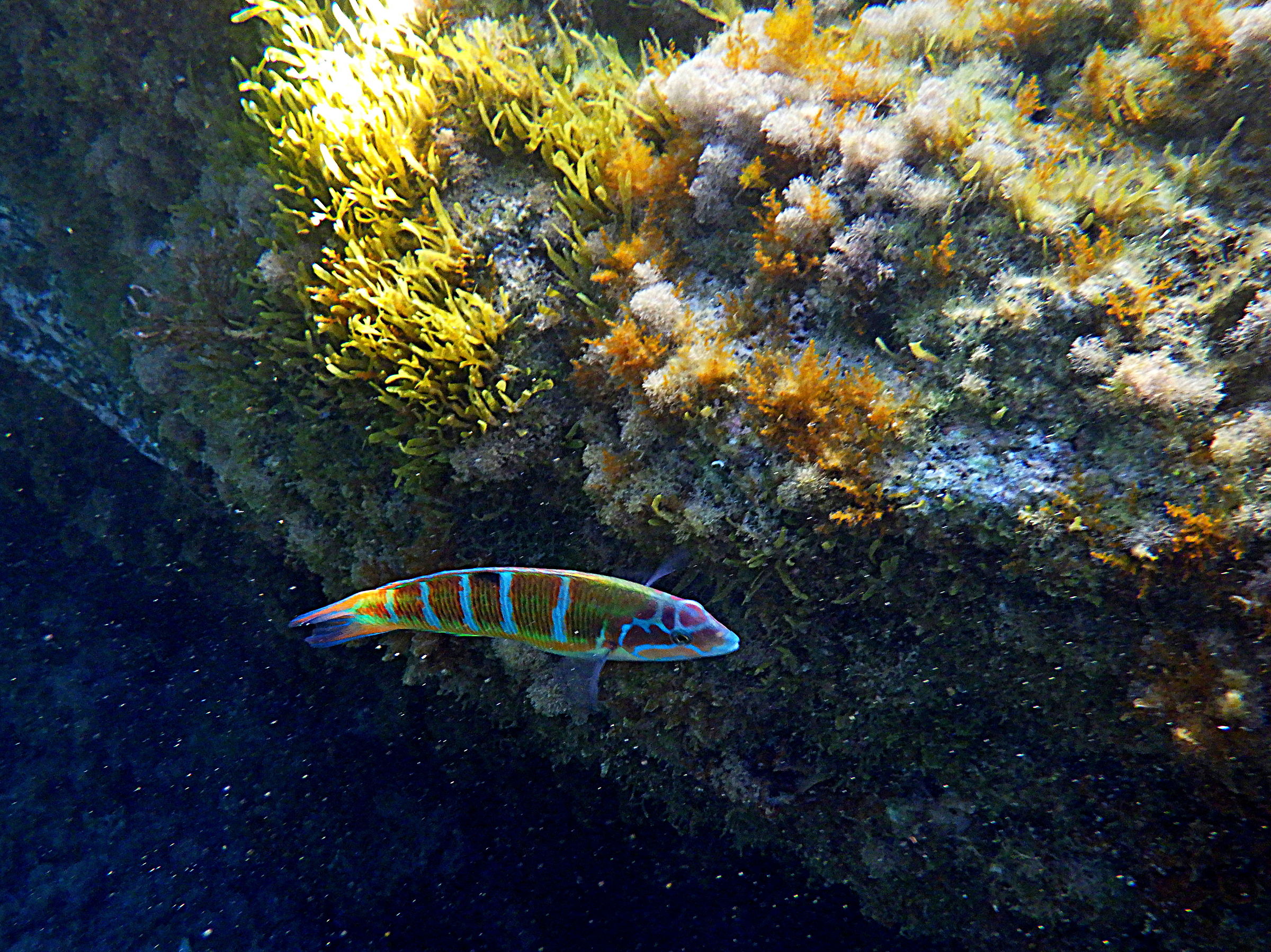 Lo scoglio ed il pesce