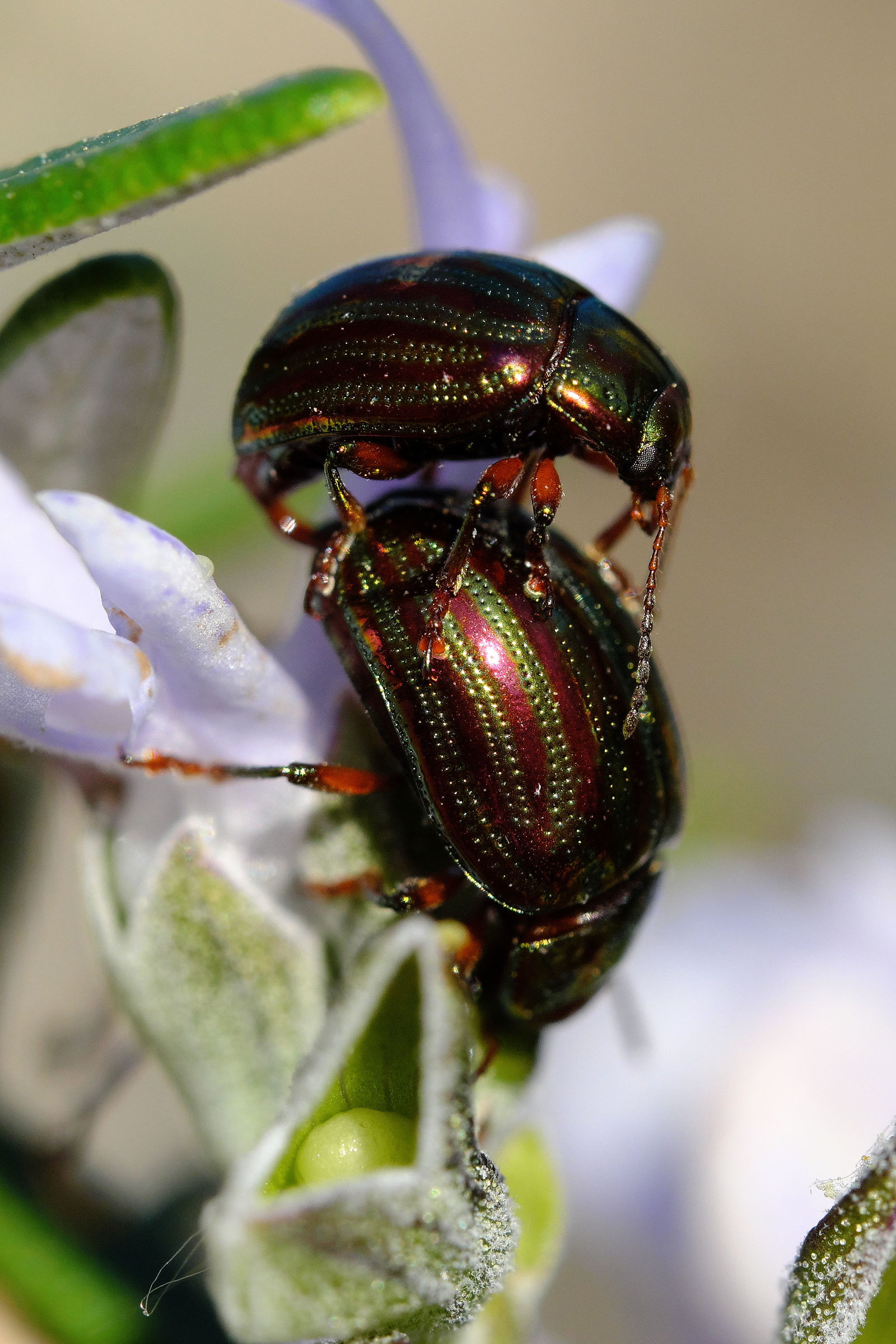 crisomela del rosmarino