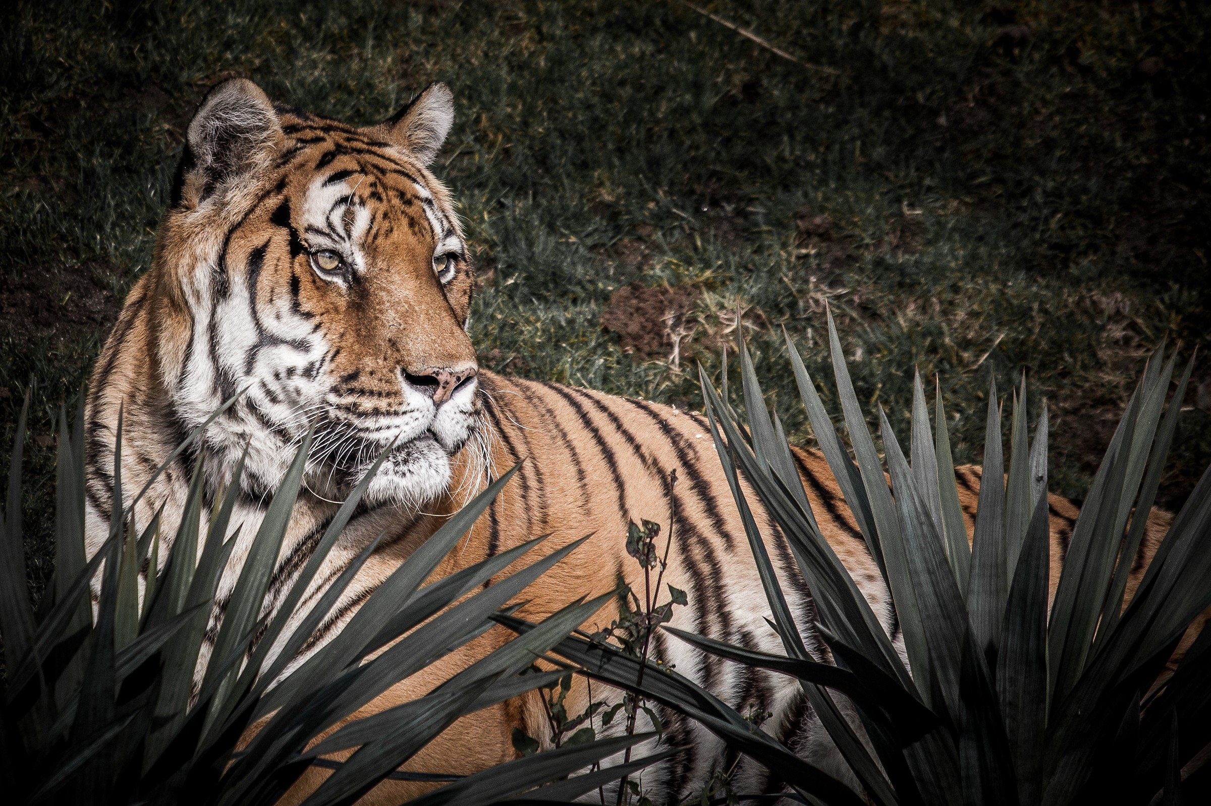 Tigre