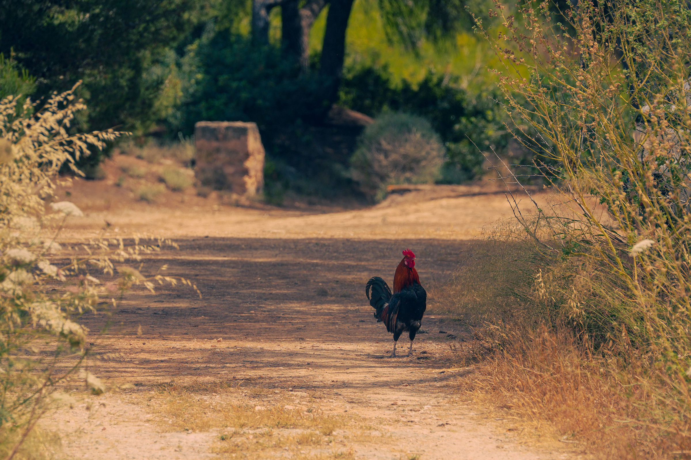 Gallo di Es Trenc