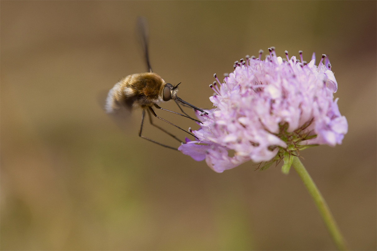 Bombylius sp