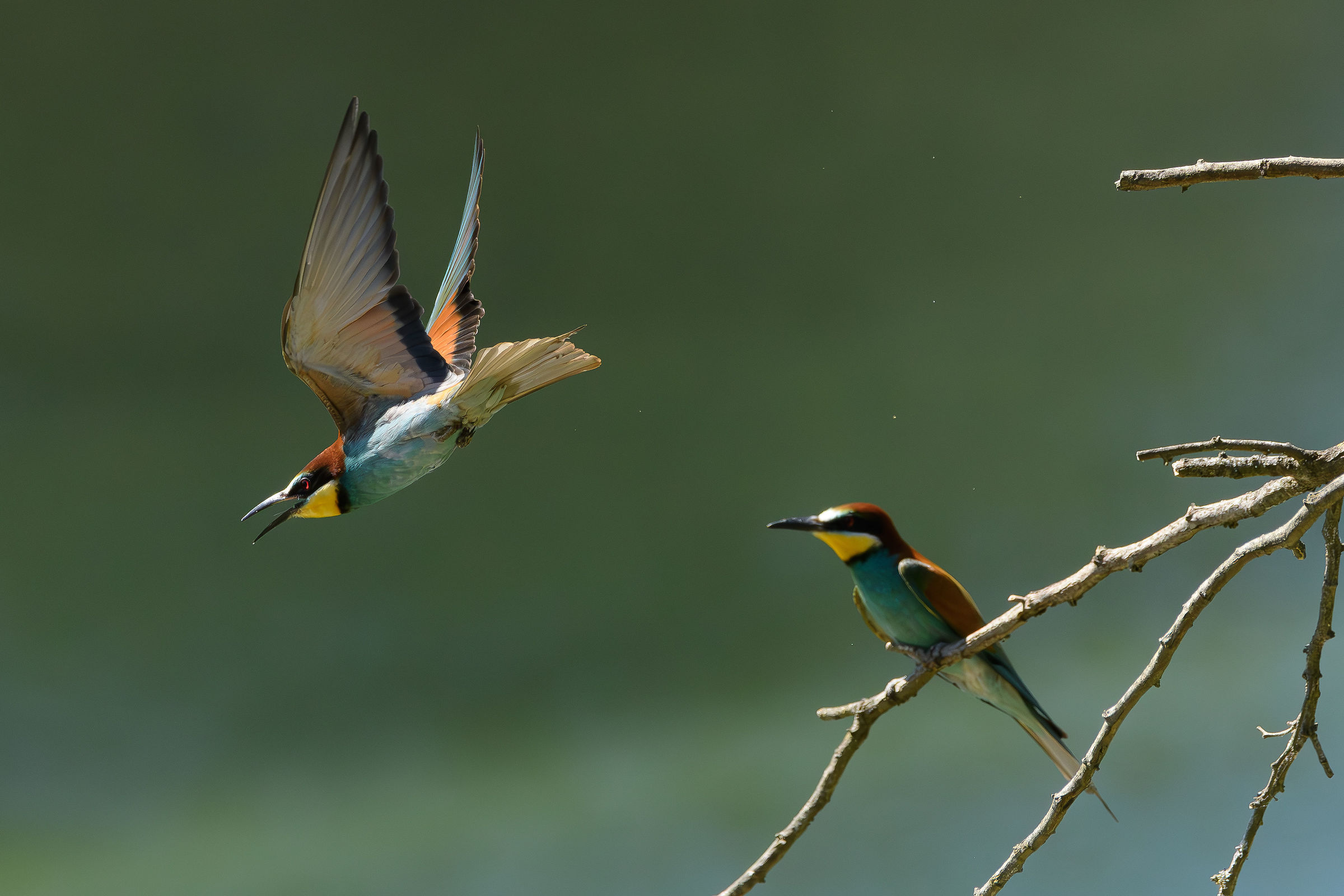 Volo via ...