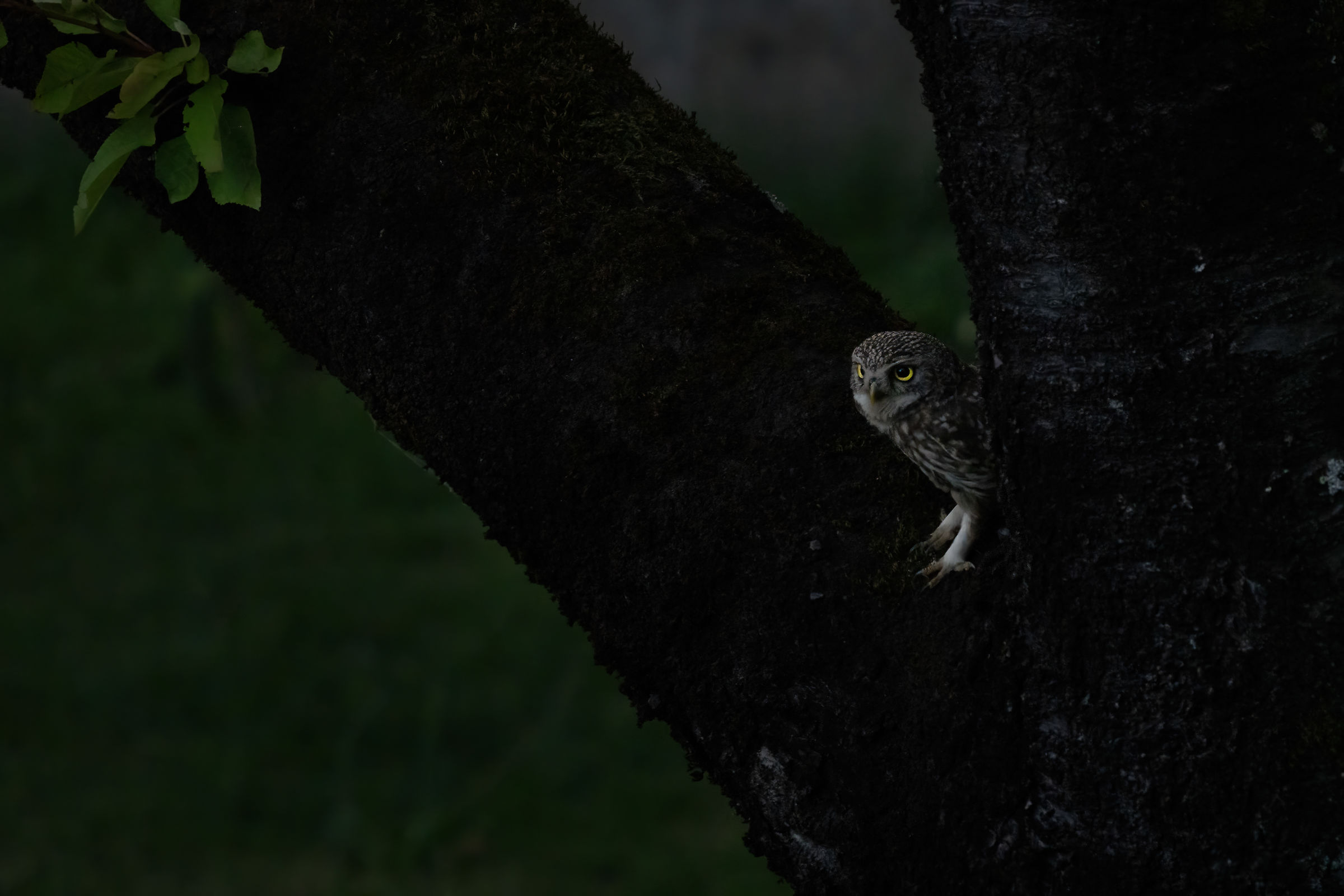 Owl