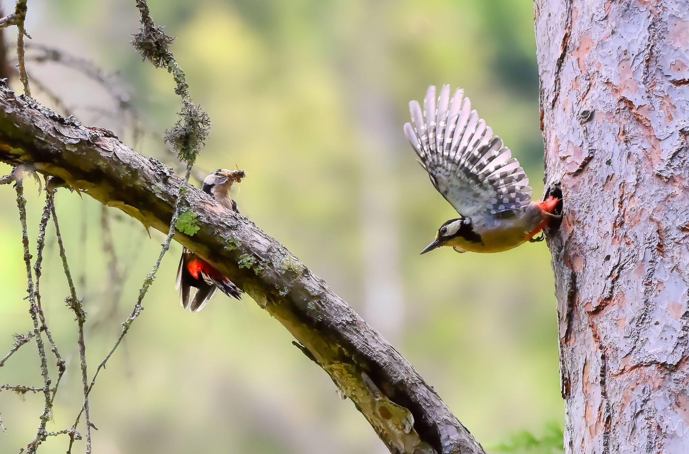 Lesser Spotted Woodpecker