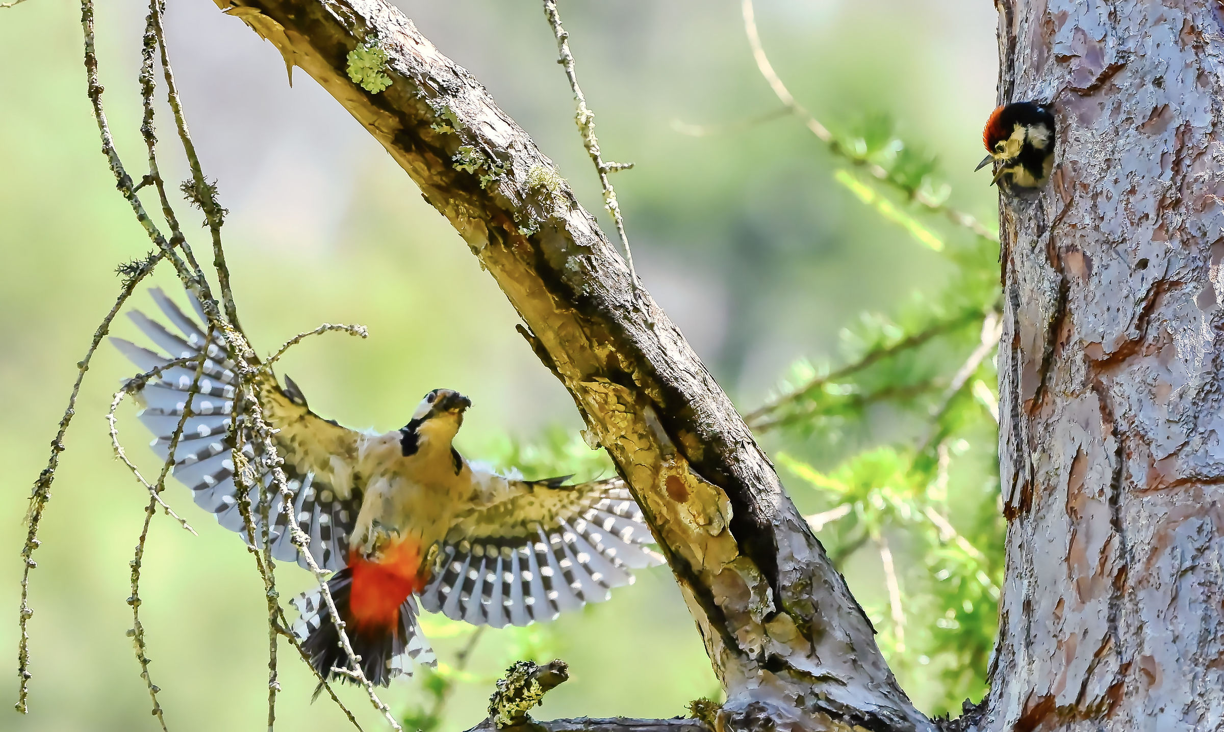 Lesser Spotted Woodpecker
