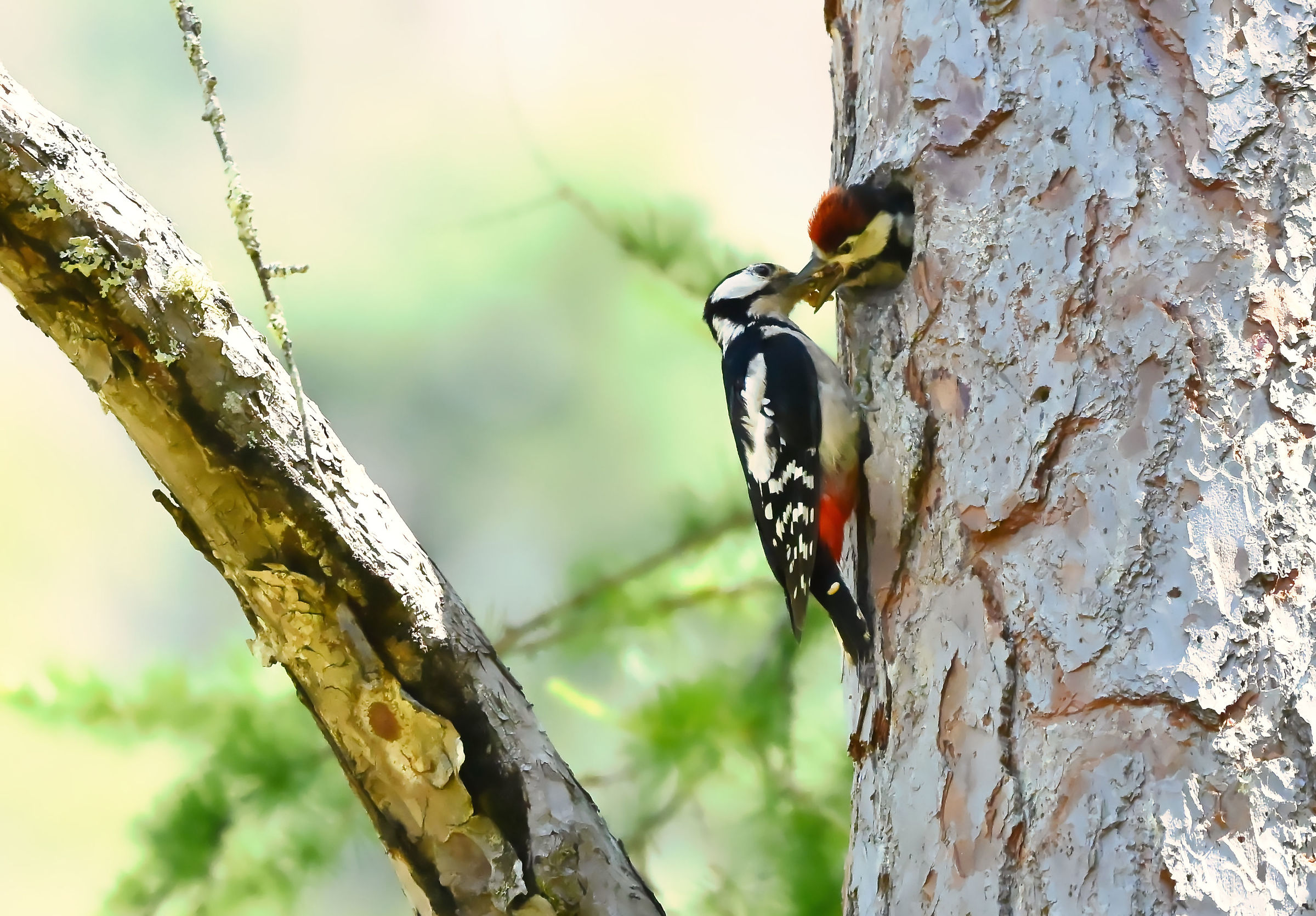 Lesser Spotted Woodpecker