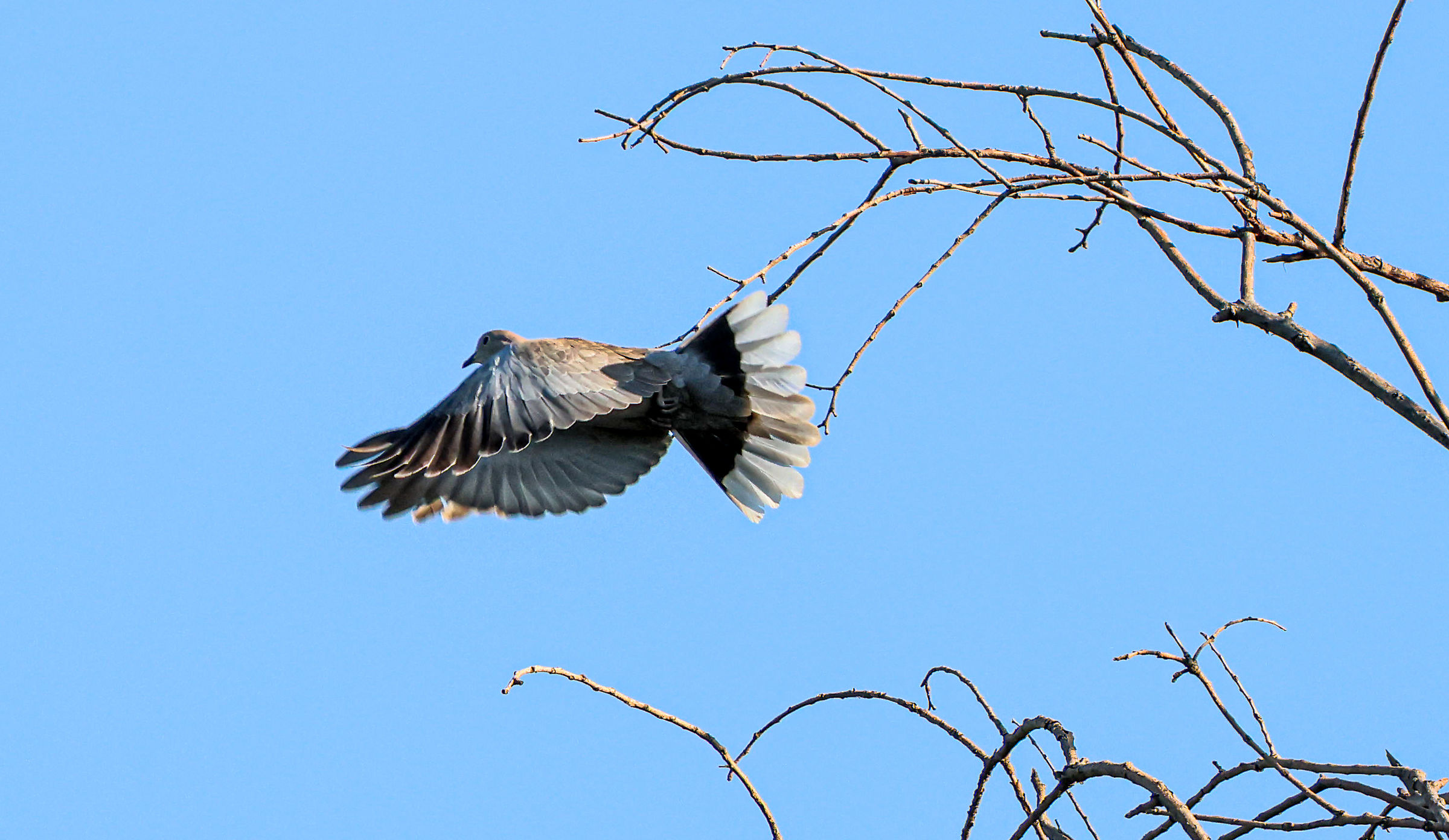 Tortora selvatica
