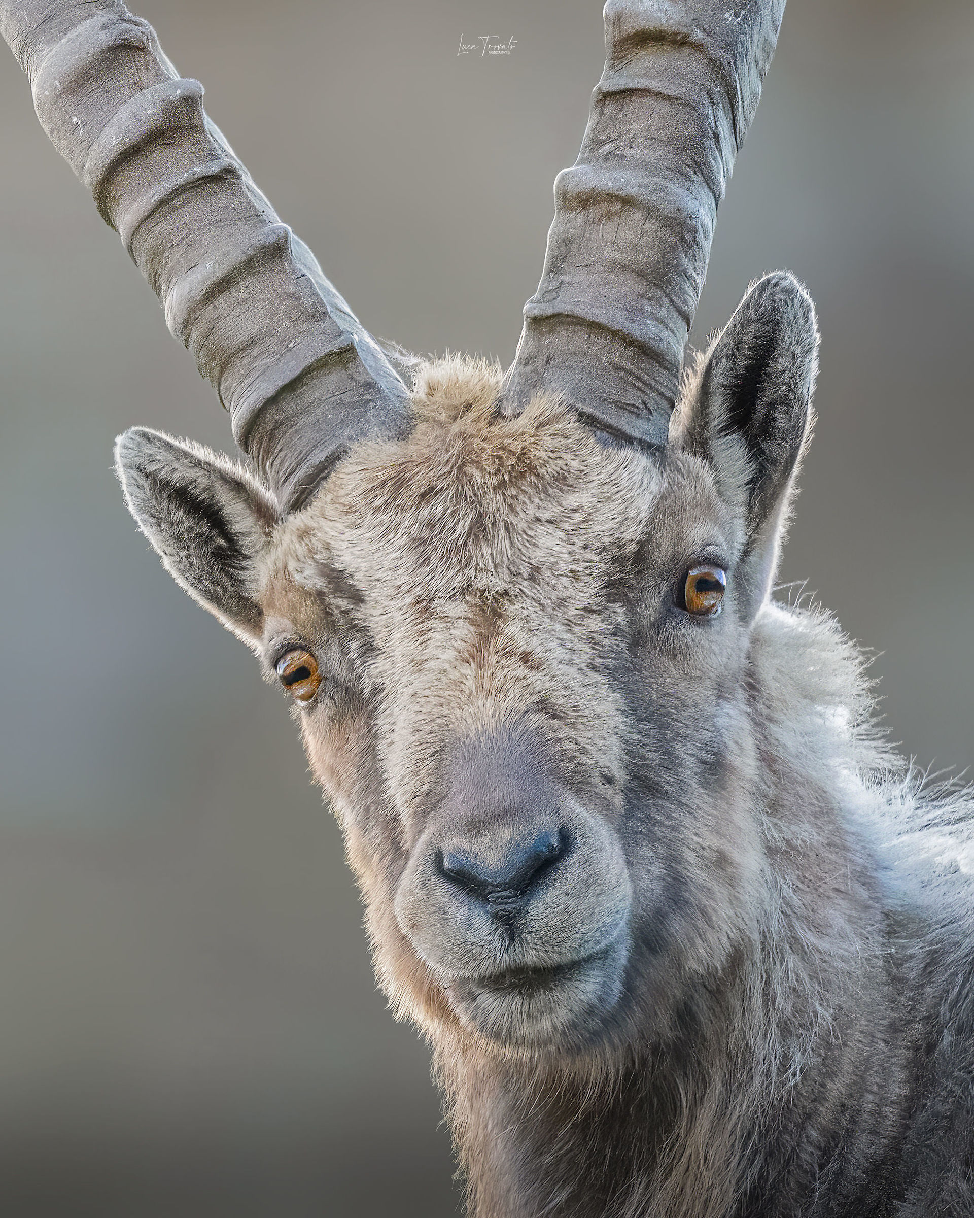 Ibex. Closeup